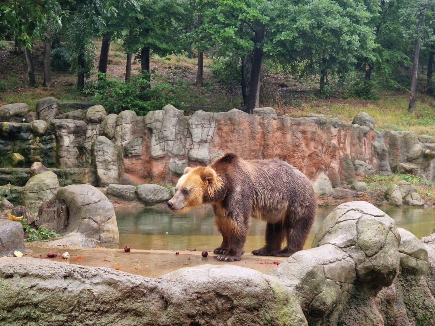 Kamchatka Brown Bear
