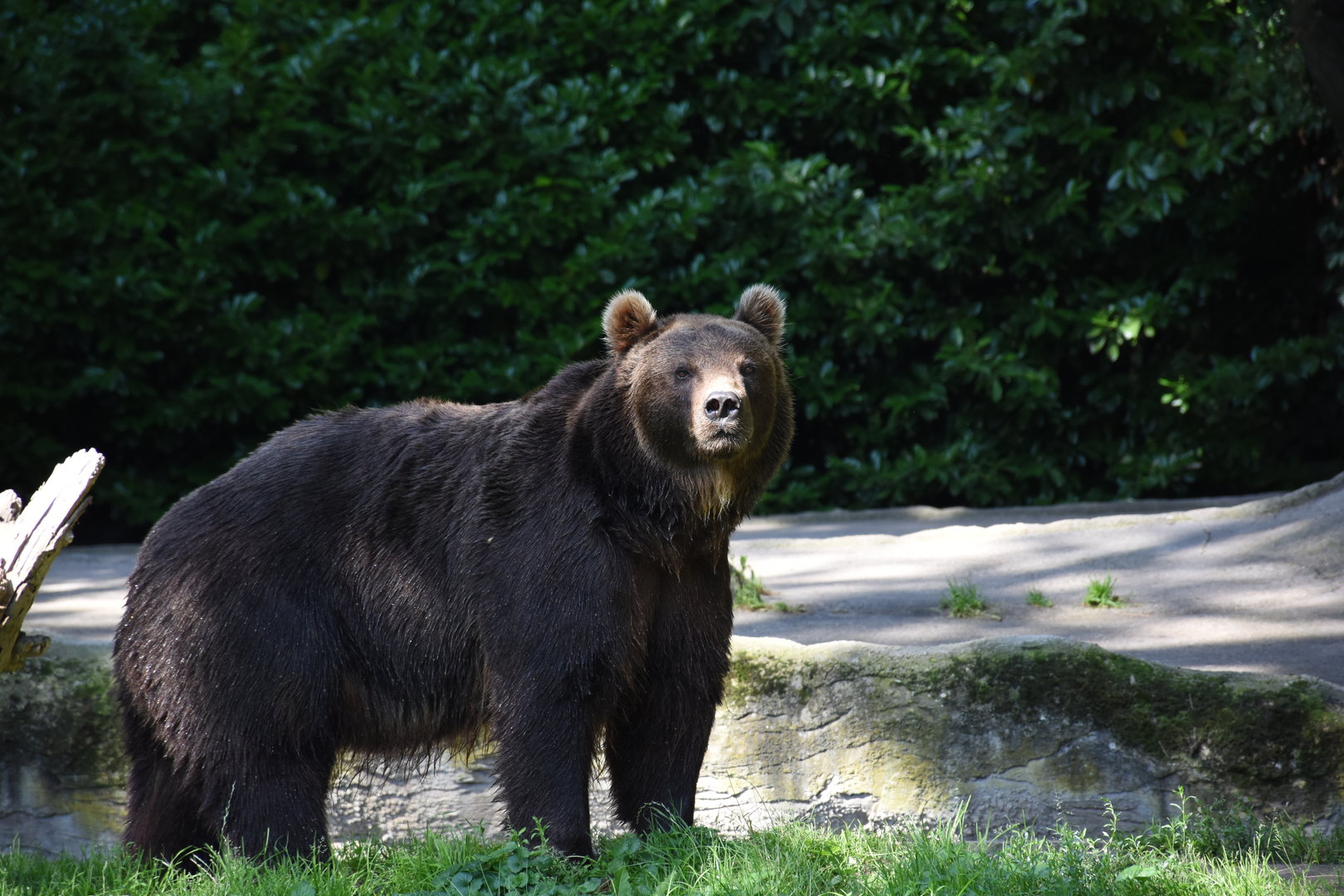 Kamchatka brown bear
