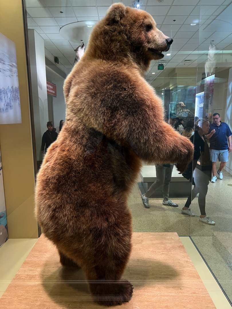 Kamchatka Brown Bear