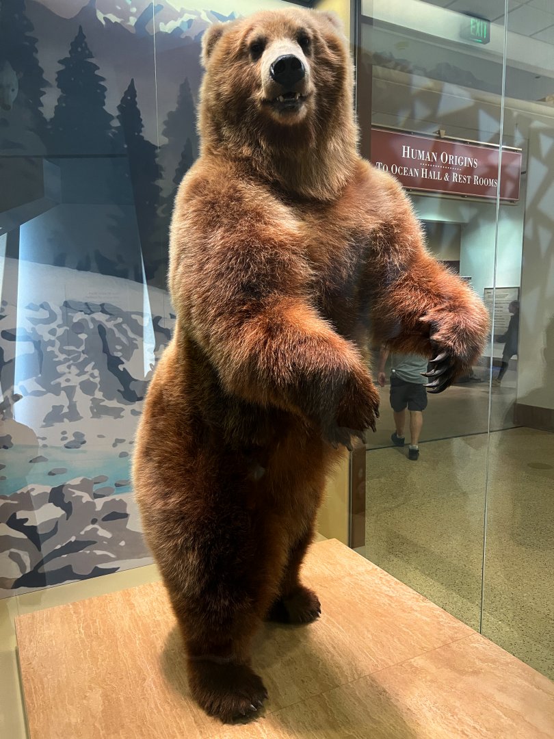 Kamchatka Brown Bear