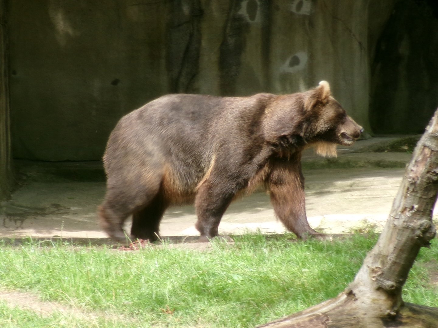 Kamchatka brown bear