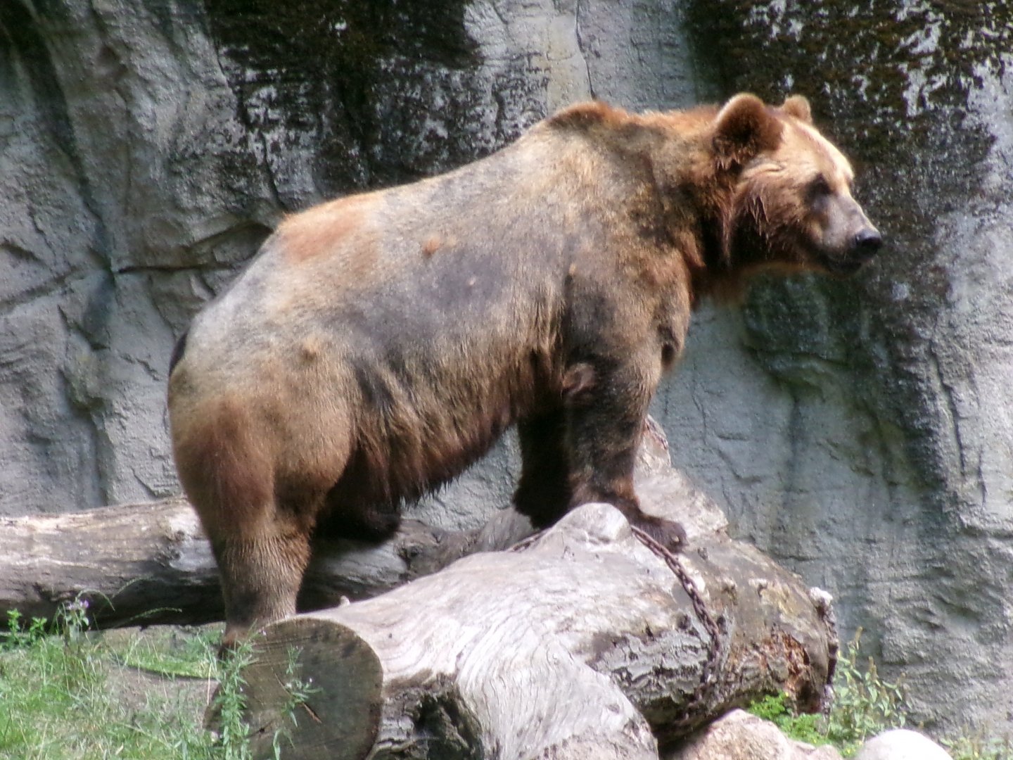 Kamchatka brown bear
