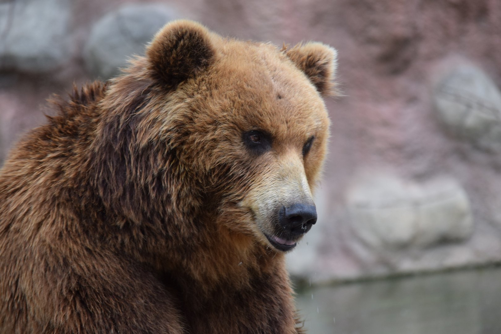 Kamchatka brown bear