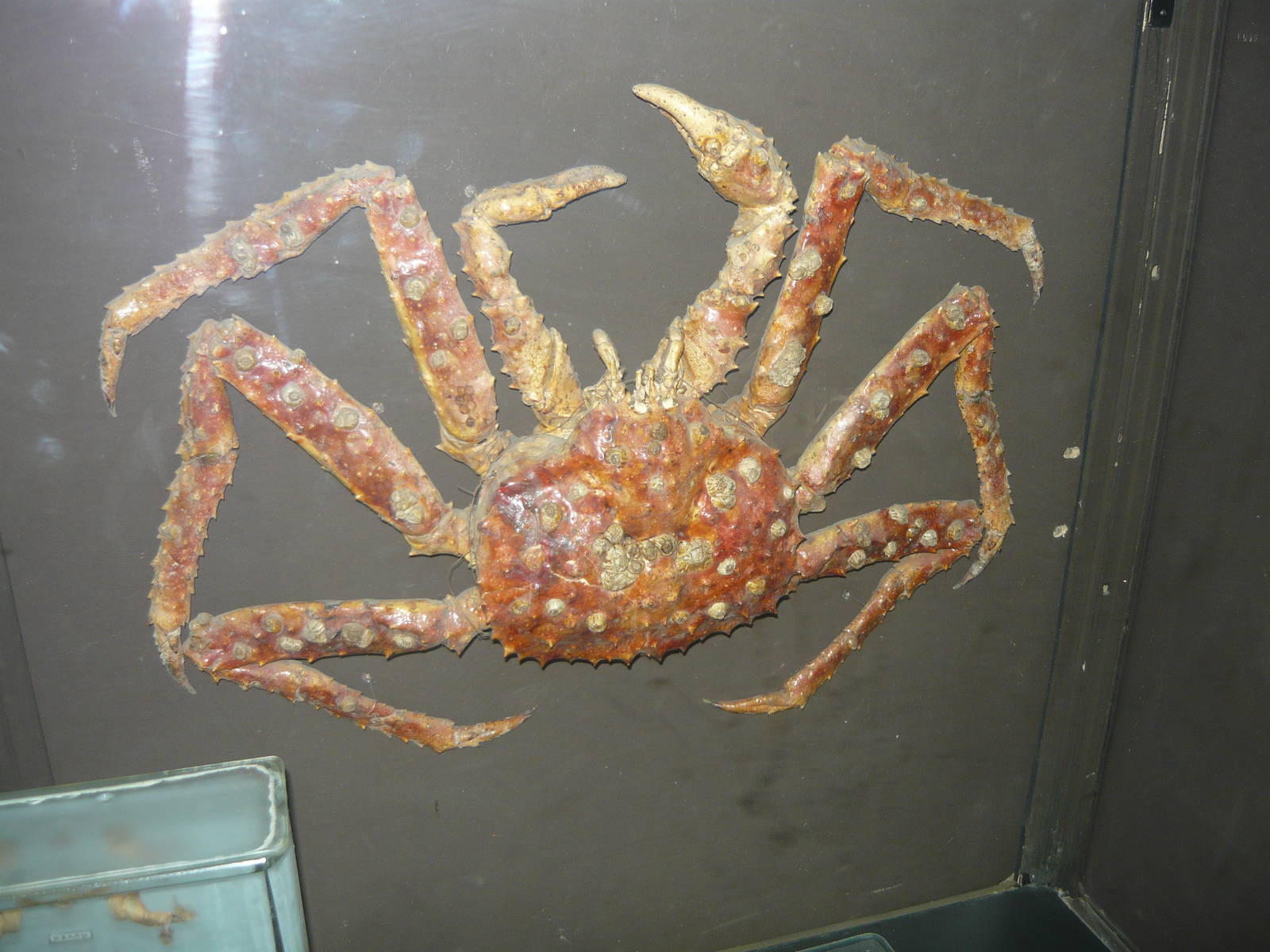 Kamchatka crab (Paralithodes camtschaticus)