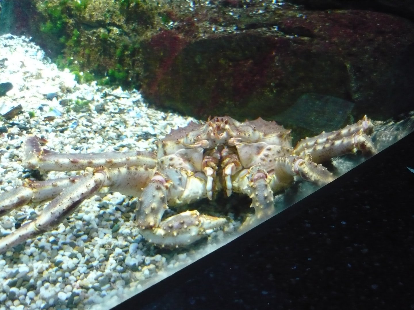 Kamchatka crab
