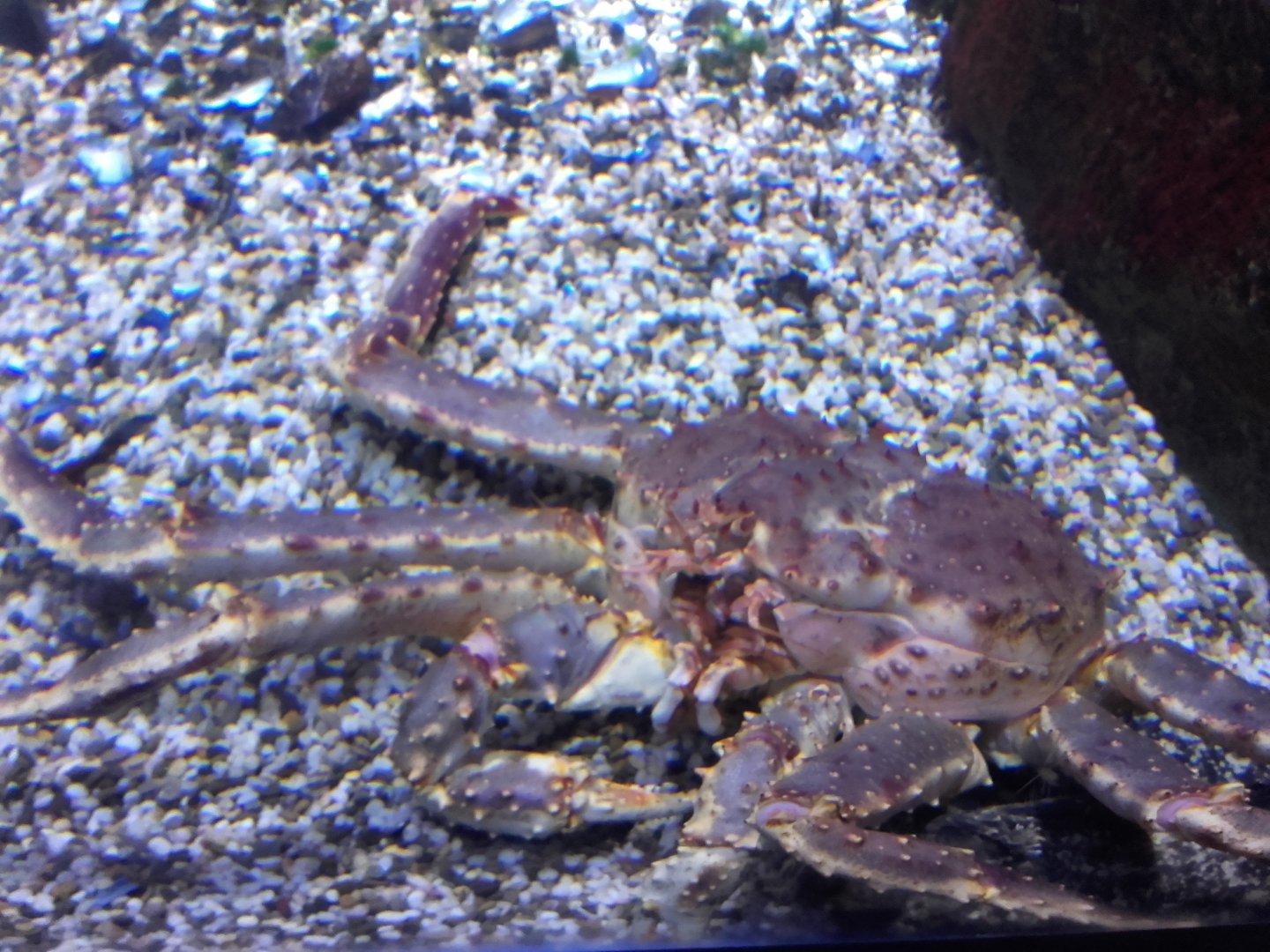 Kamchatka crab