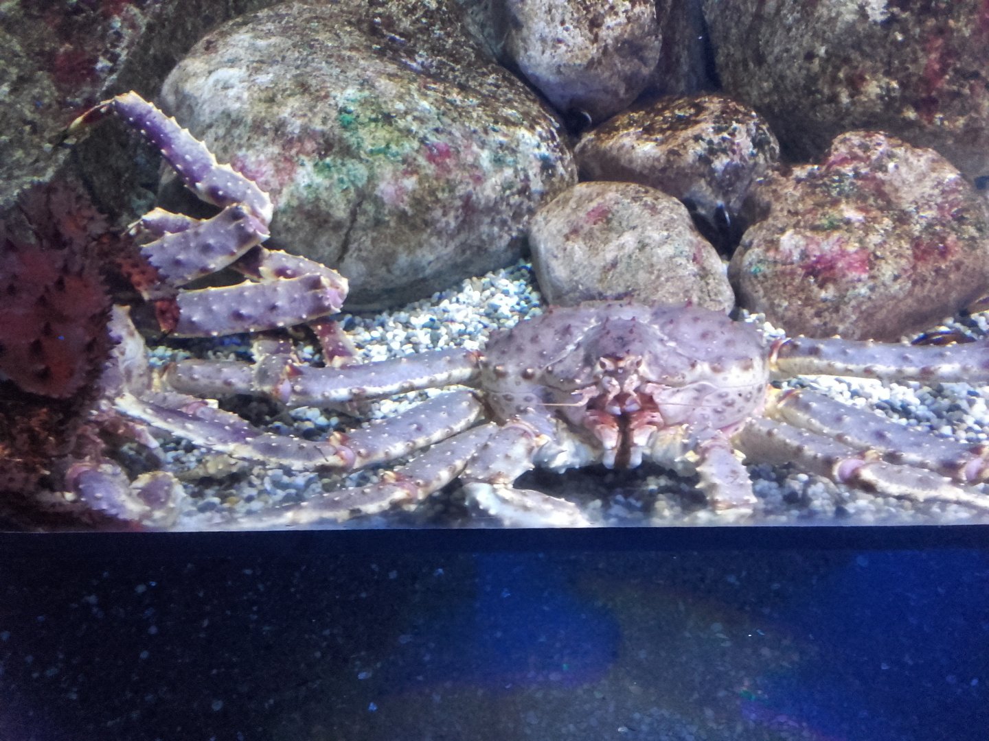 Kamchatka crab