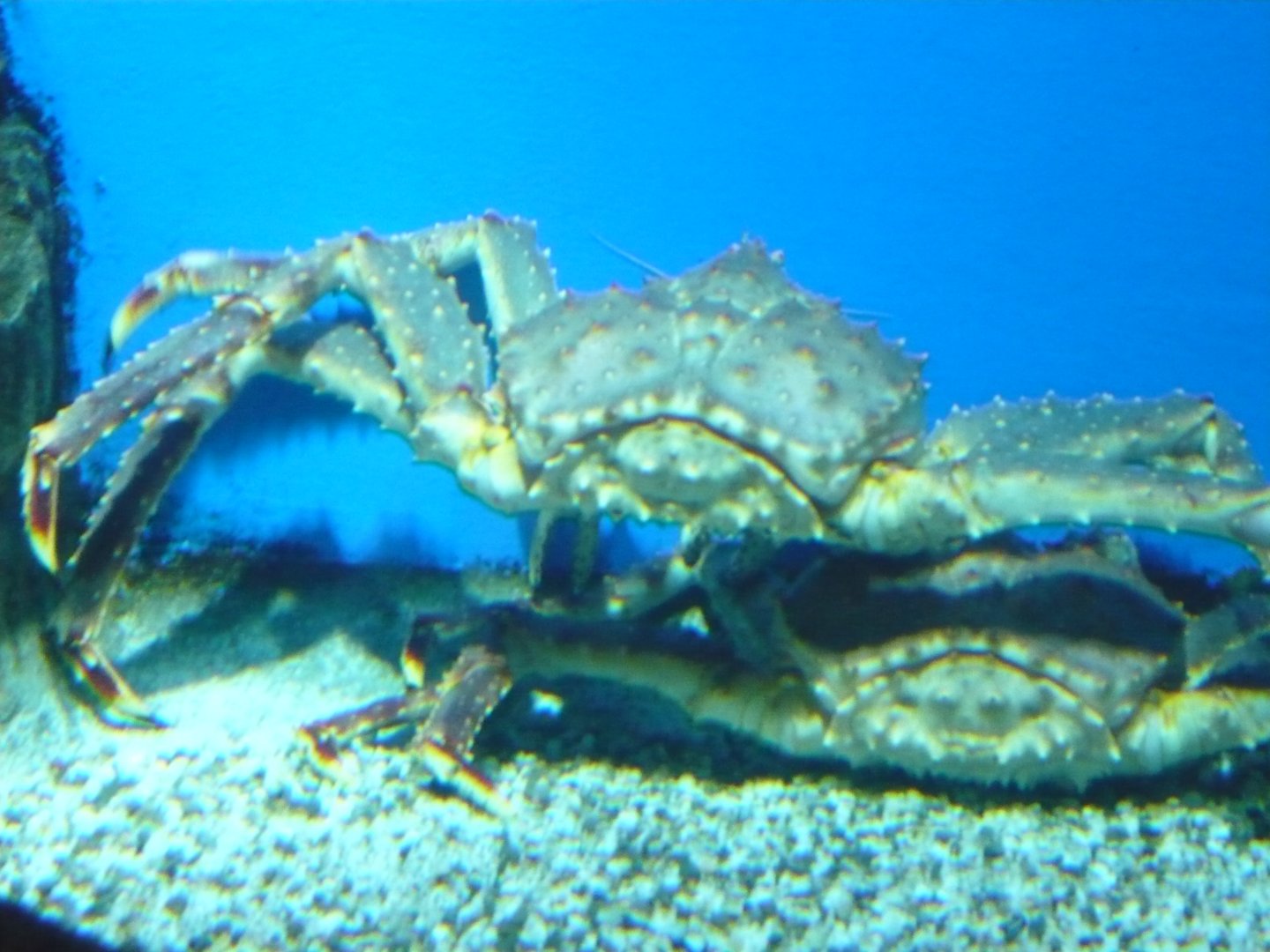 Kamchatka crabs