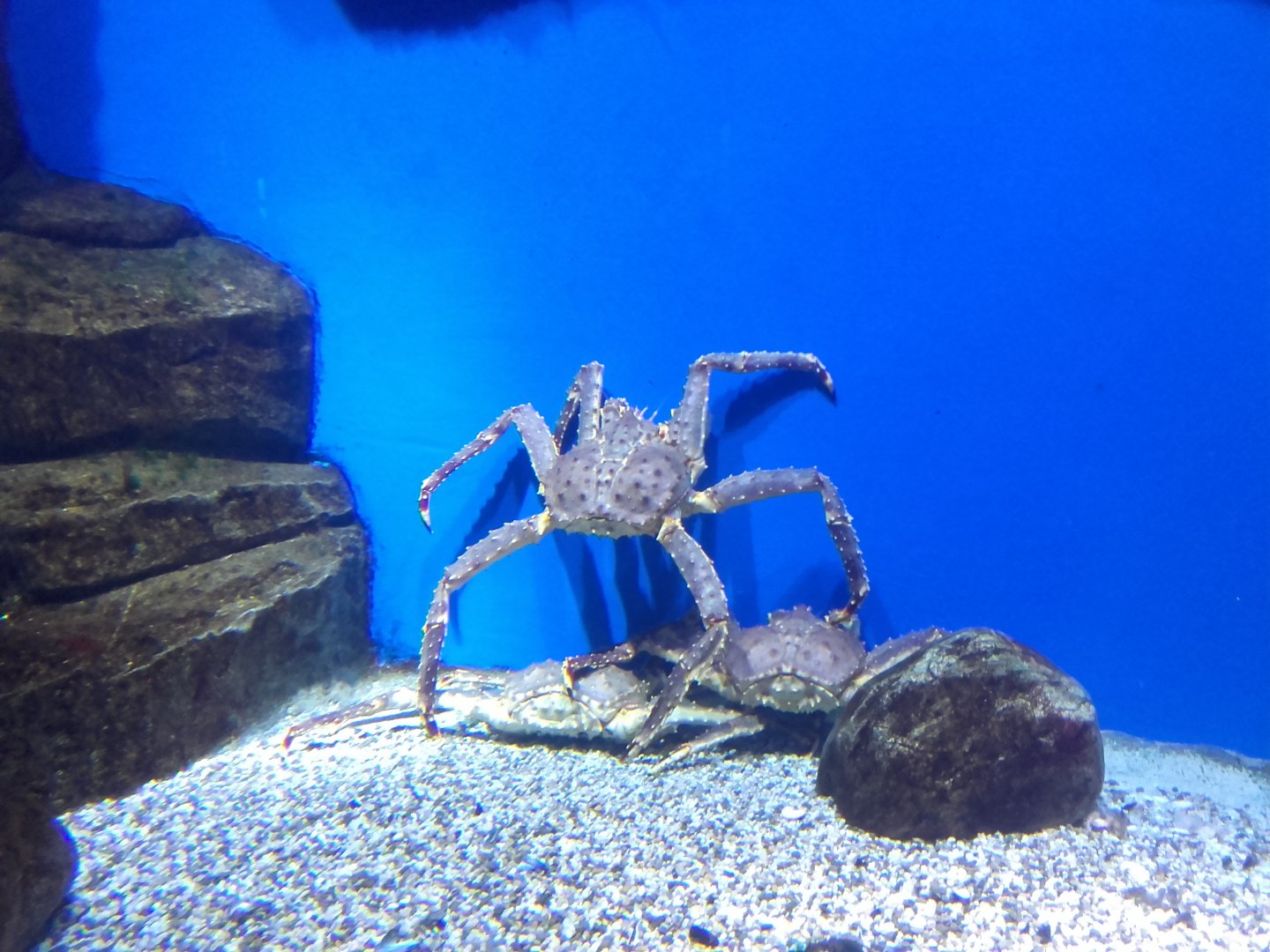 Kamchatka crabs