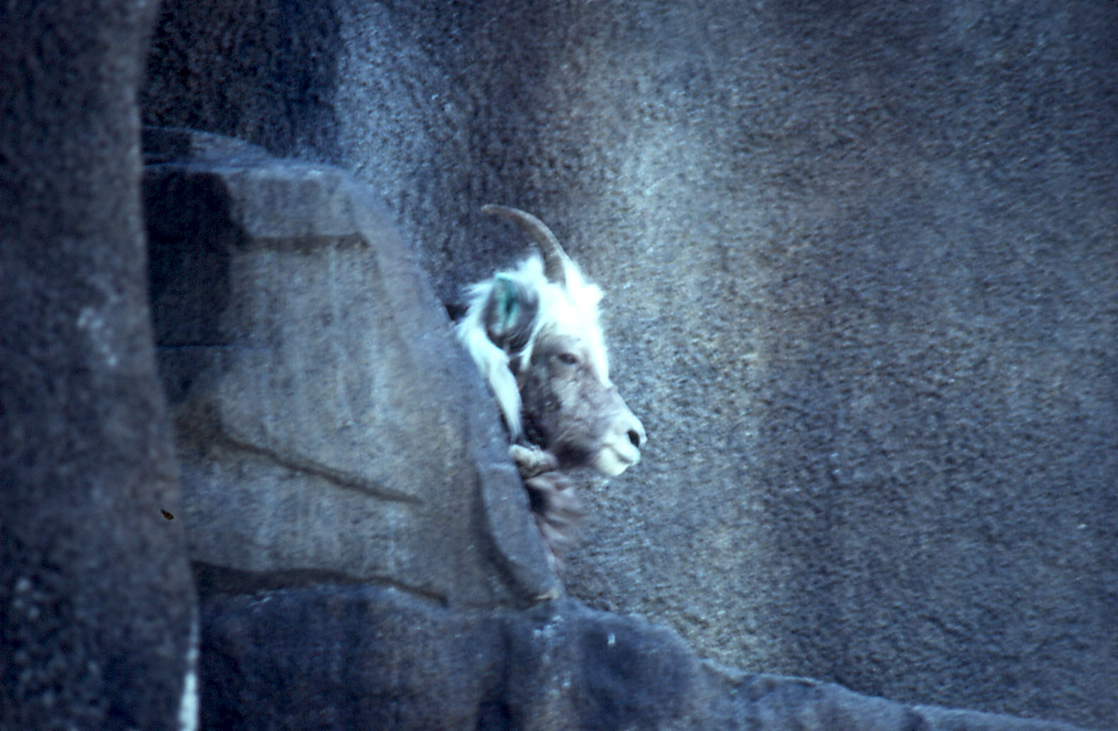 Kamchatka Snow Sheep - 1992