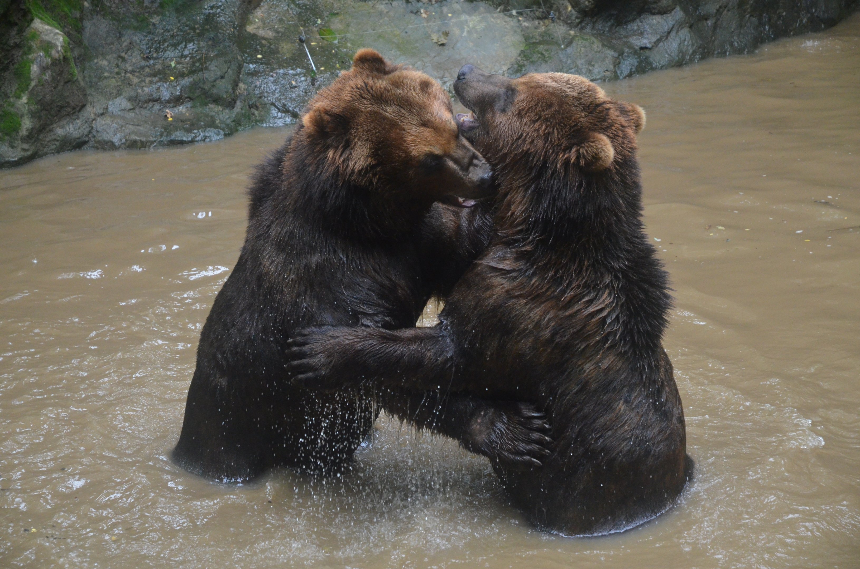 Kamchatkan Bears at La Flèche, 11/06/18