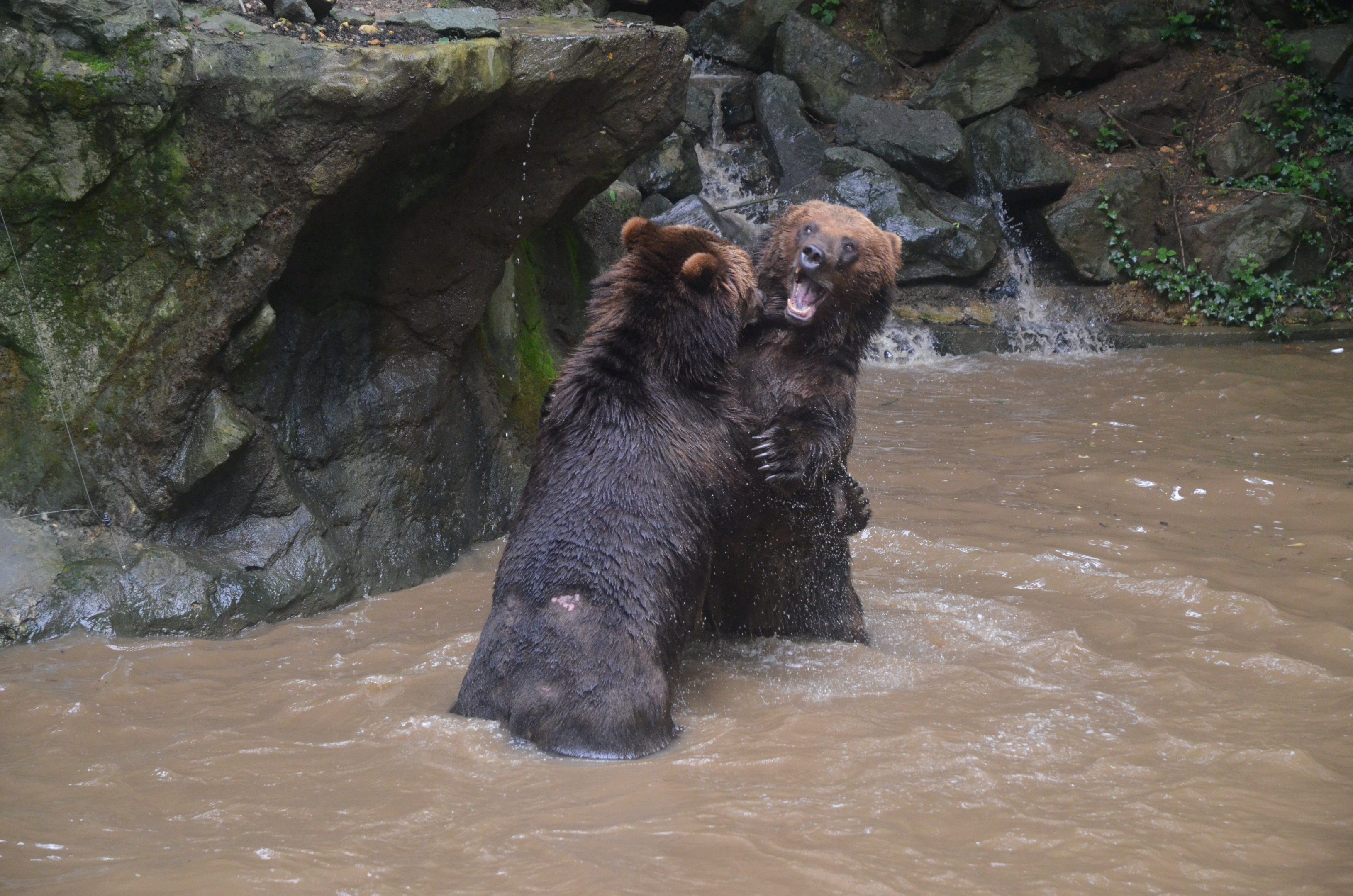 Kamchatkan Bears at La Flèche, 11/06/18