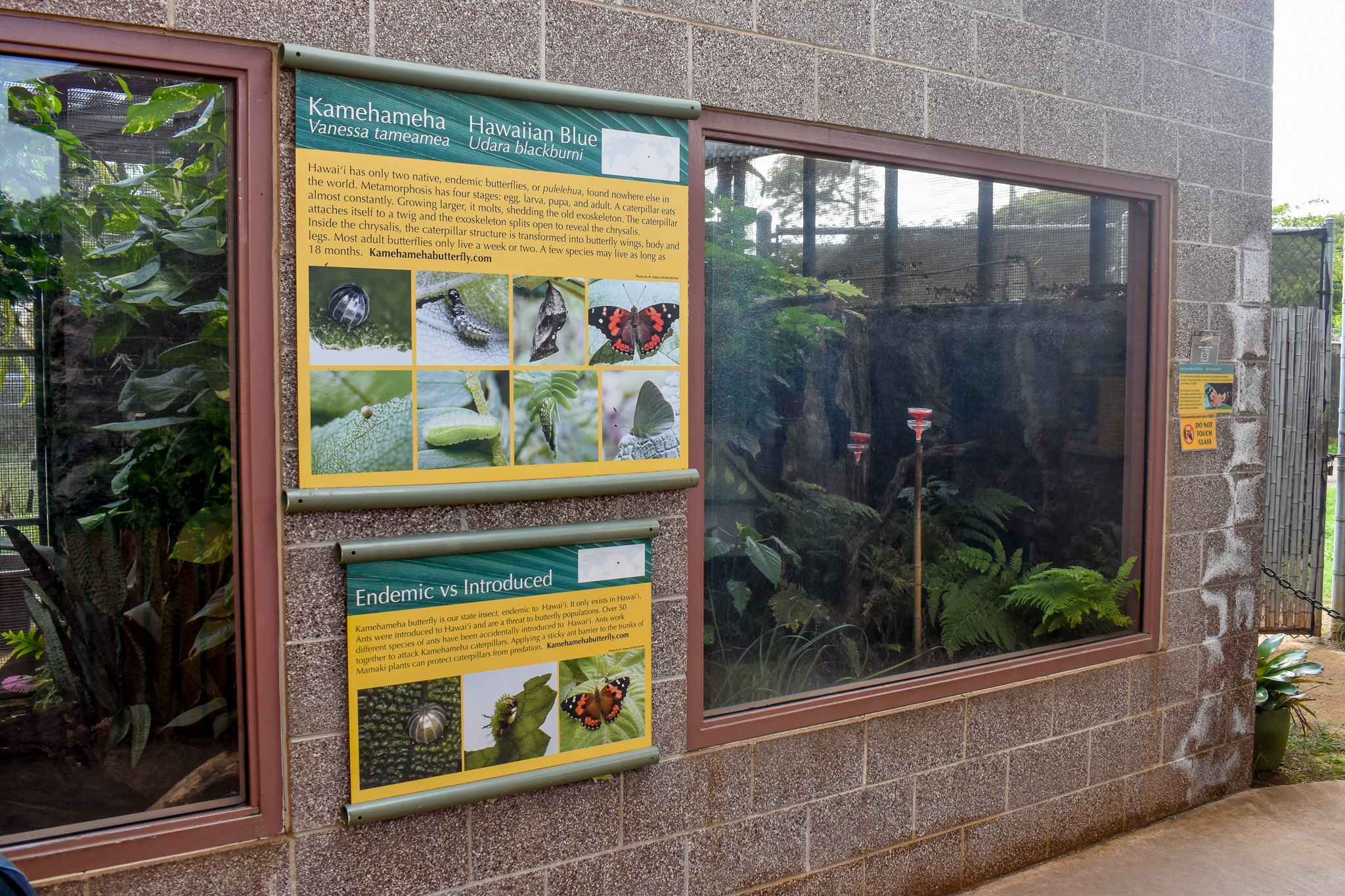 Kamehameha butterfly enclosure