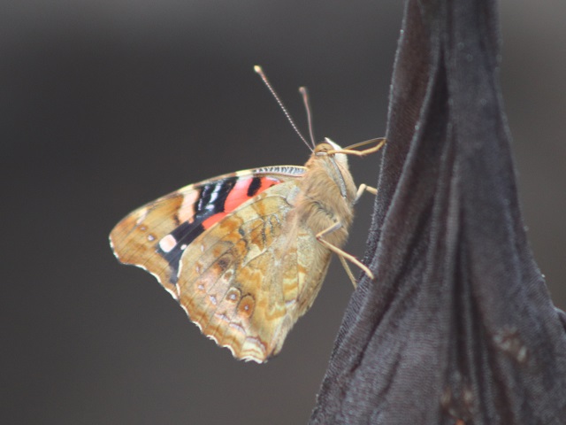 Kamehameha Butterfly