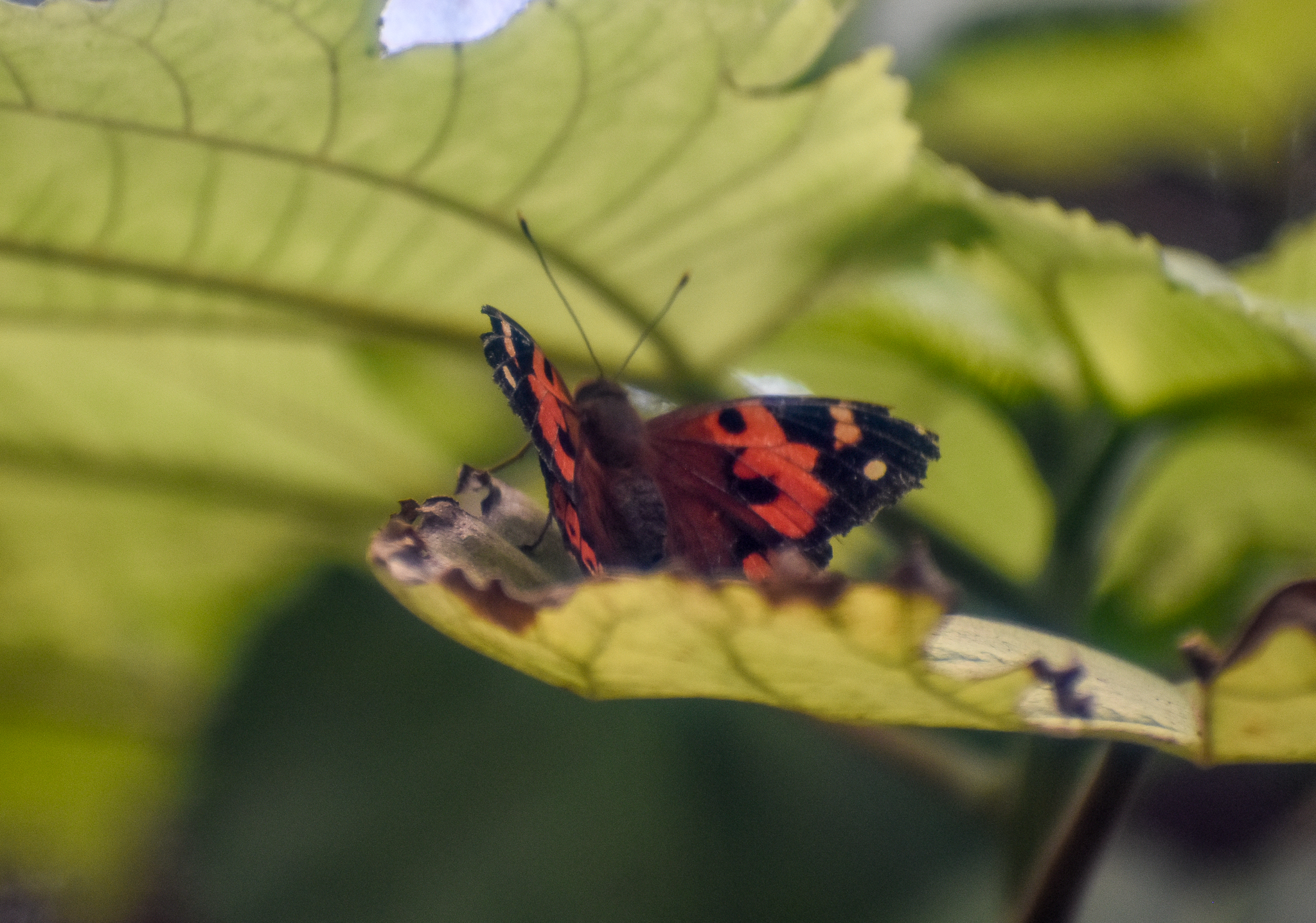 Kamehameha Butterfly