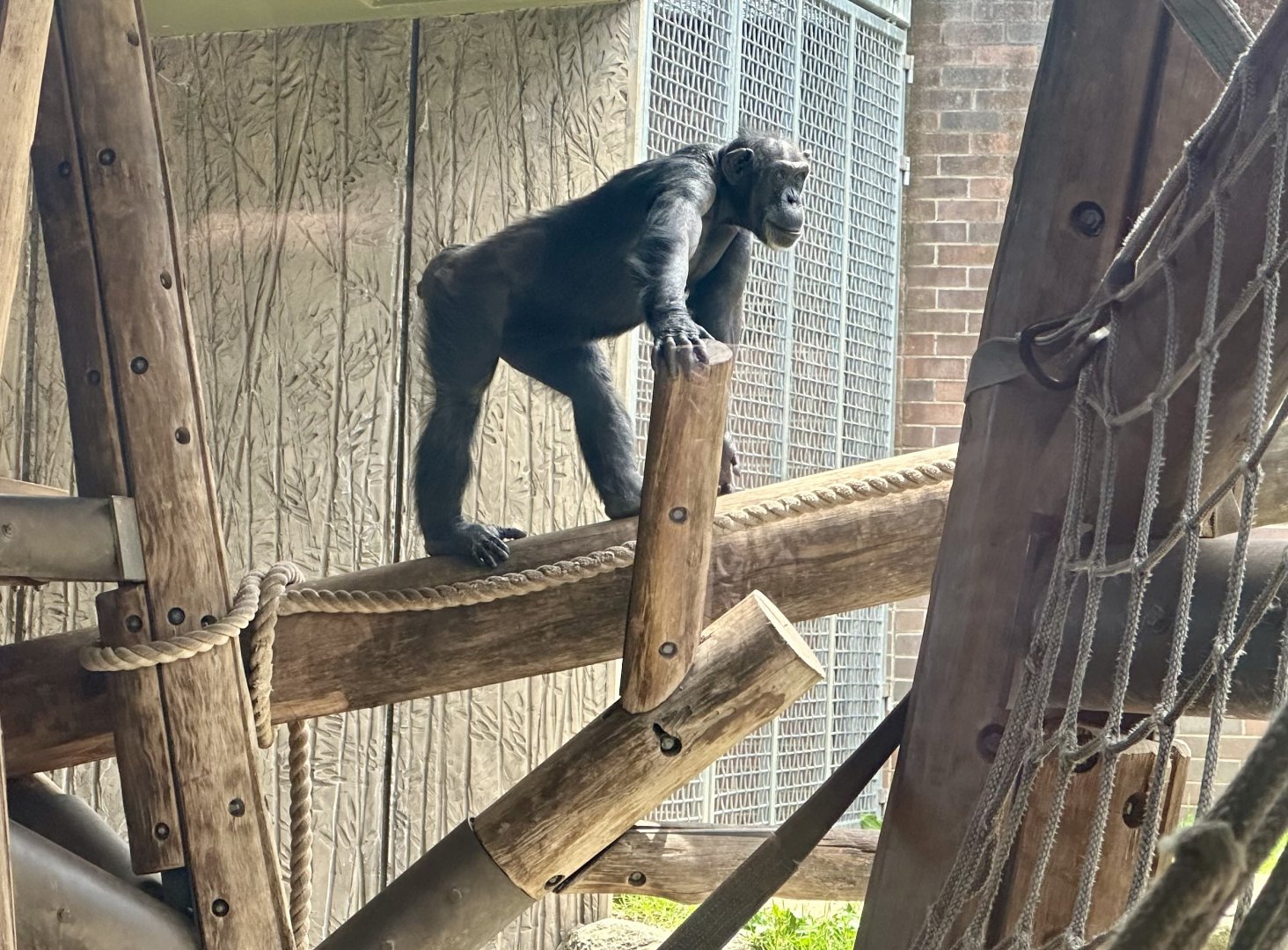 Kamili (Common Chimpanzee)