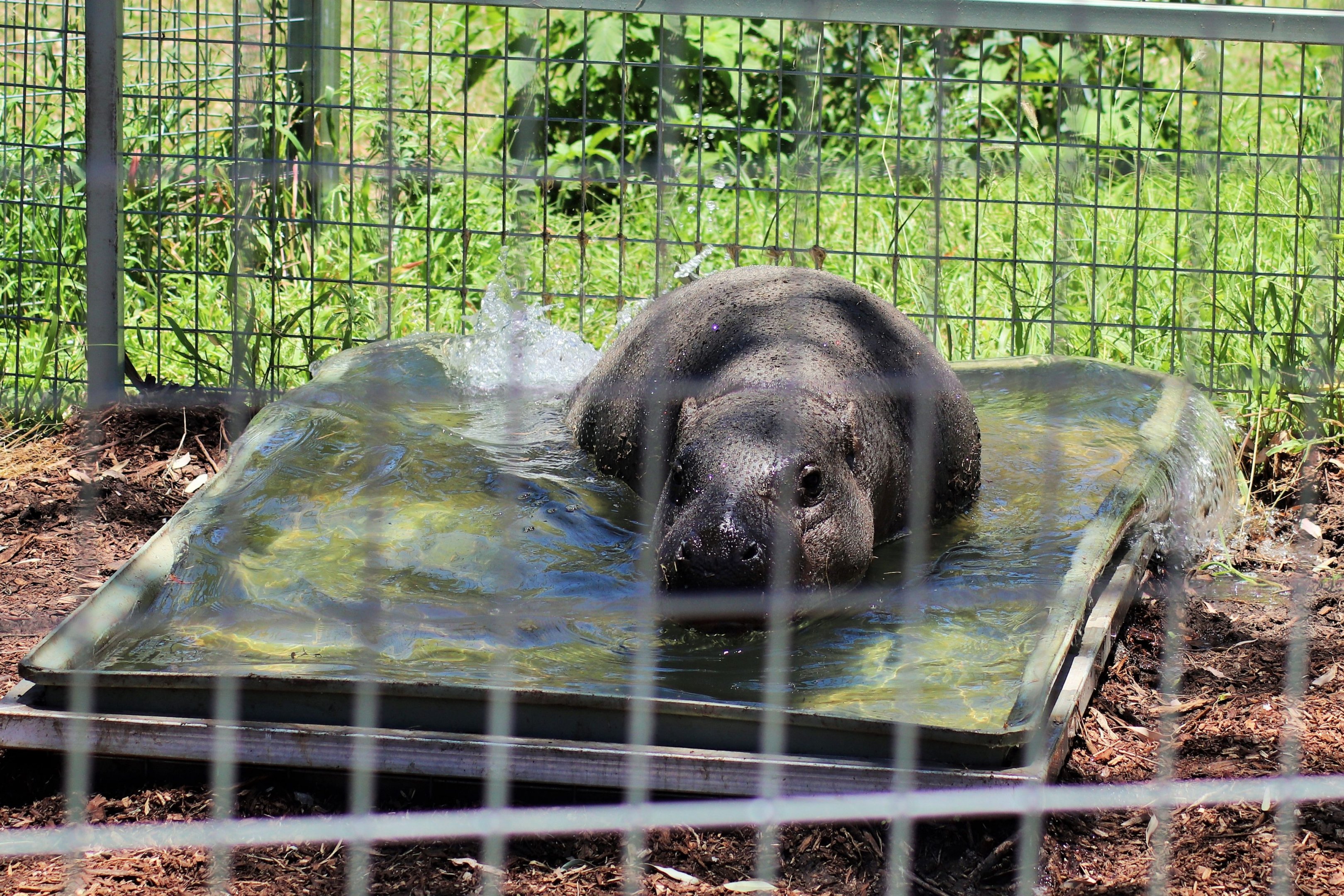 'Kamina' the Pygmy Hippopotamus (Choeropsis liberiensis)