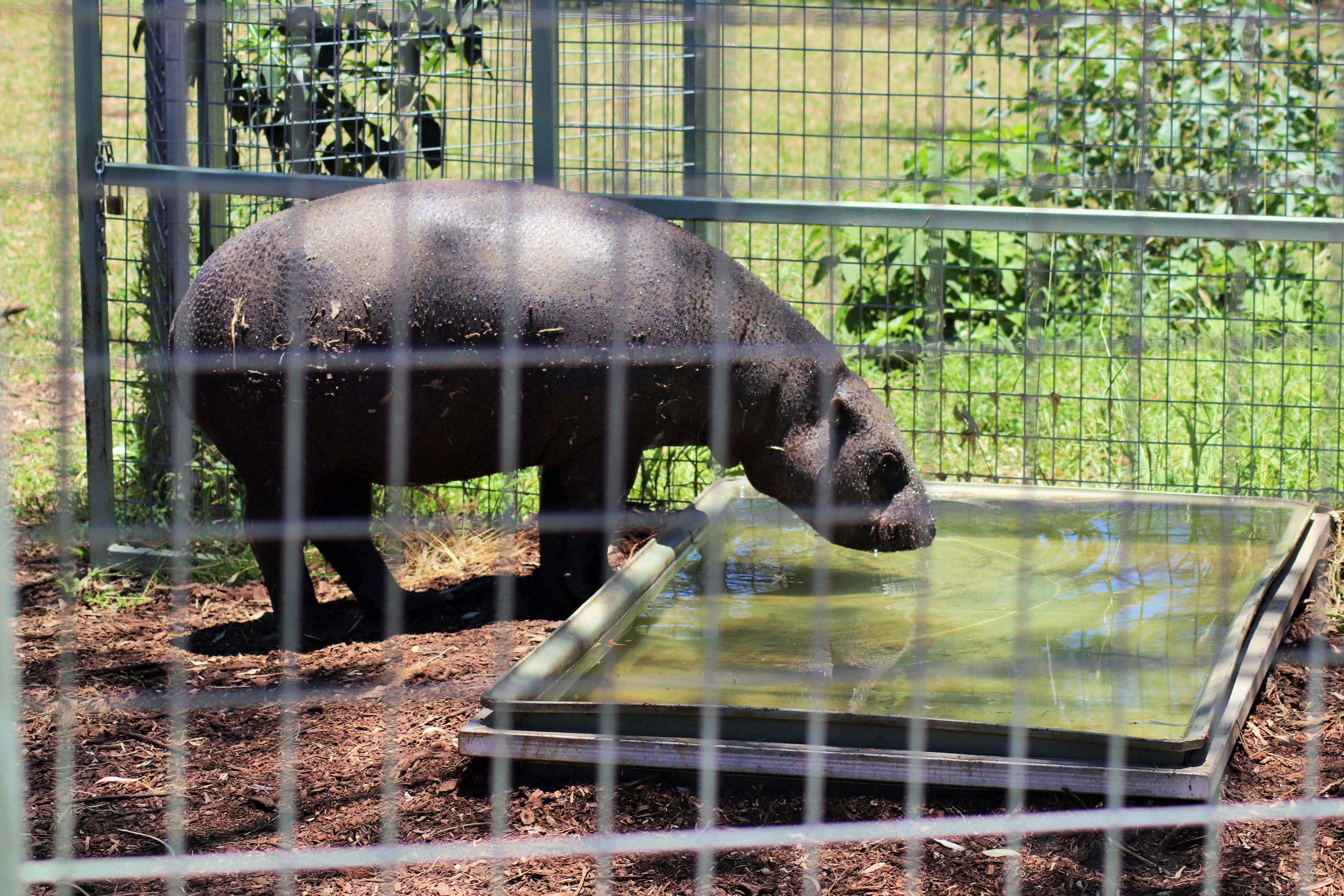 'Kamina' the Pygmy Hippopotamus (Choeropsis liberiensis)