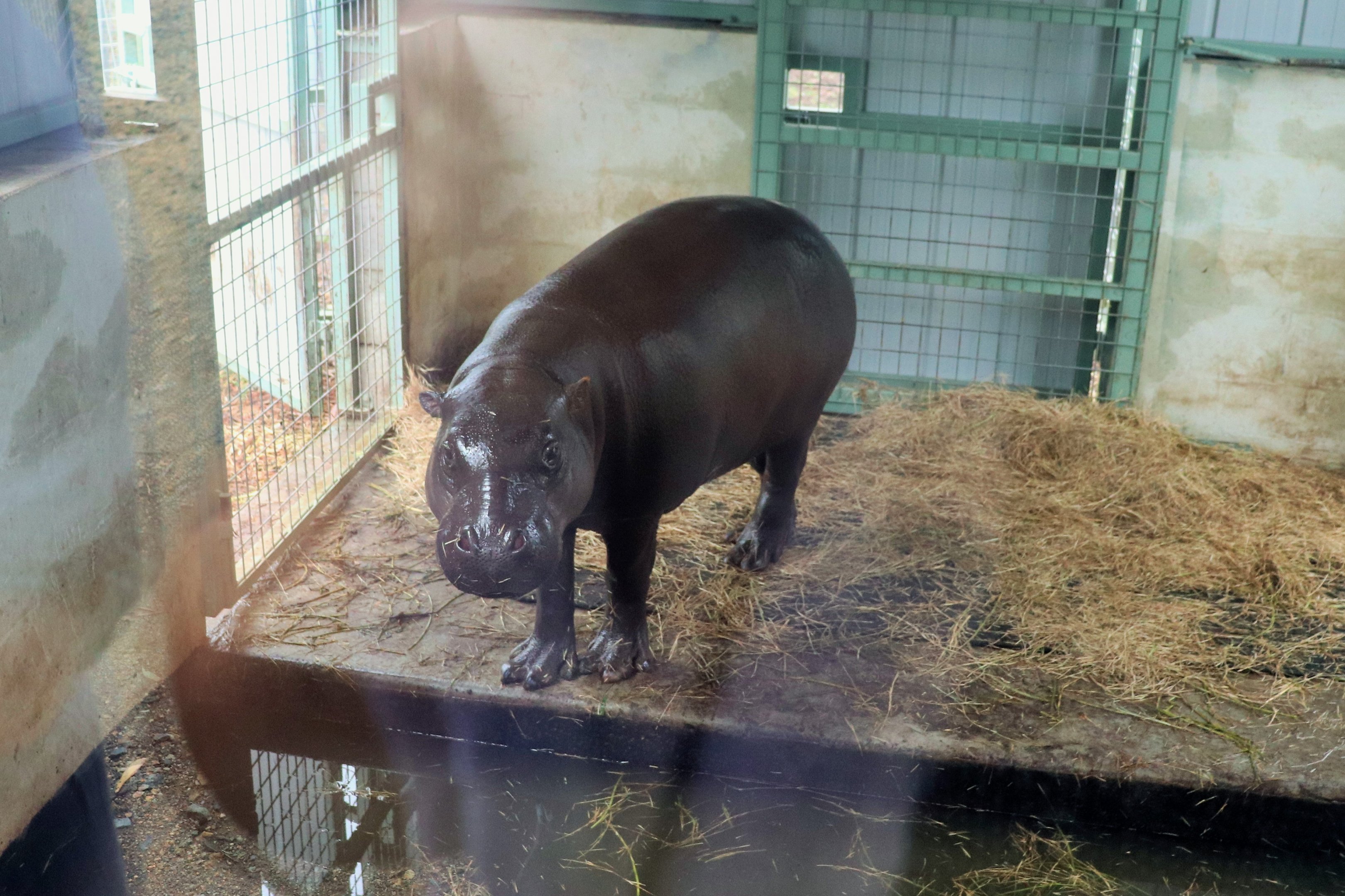 Kamina the Pygmy Hippopotamus (Choeropsis liberiensis)