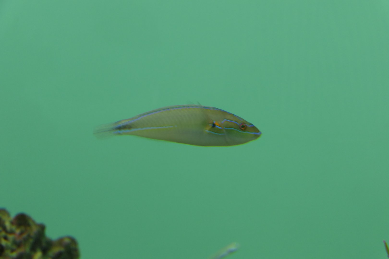 Kaminari-bera (Stethojulis terina)