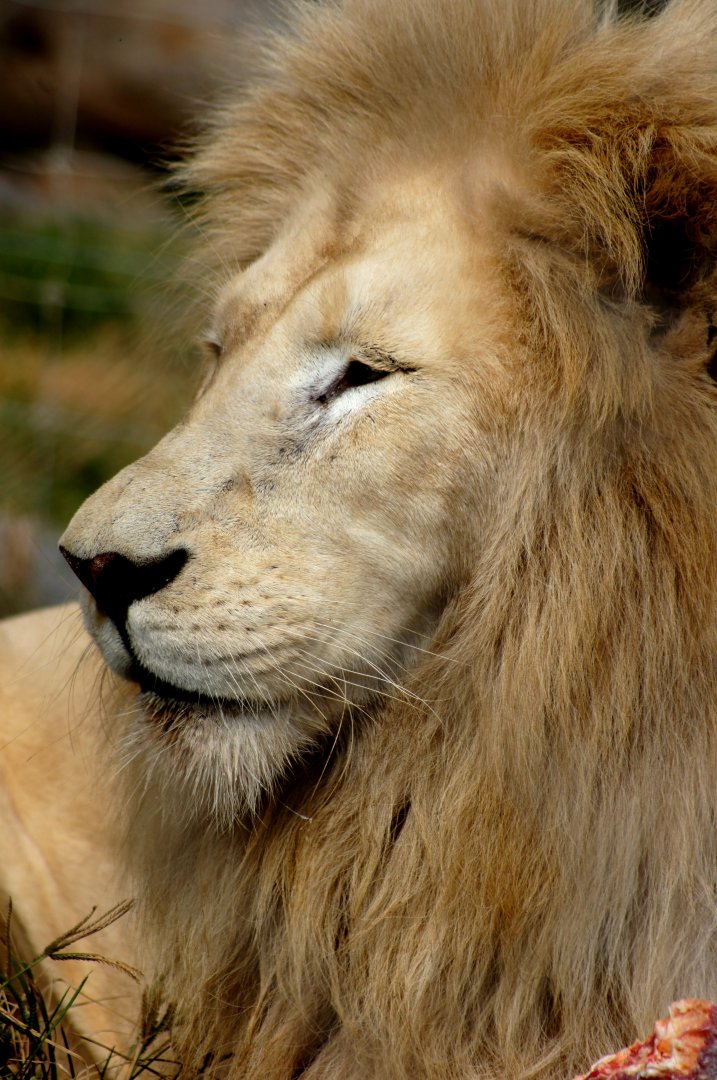 Kamo Wildlife Sanctuary | African Lion