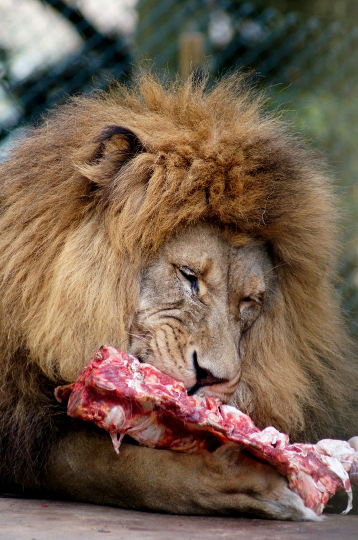 Kamo Wildlife Sanctuary | African Lion