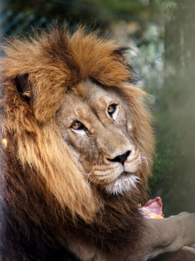 Kamo Wildlife Sanctuary | African Lion