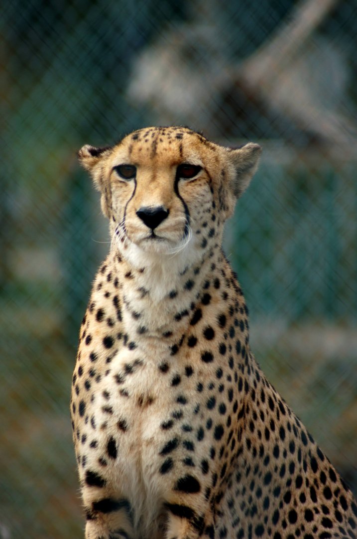 Kamo Wildlife Sanctuary | Cheetah