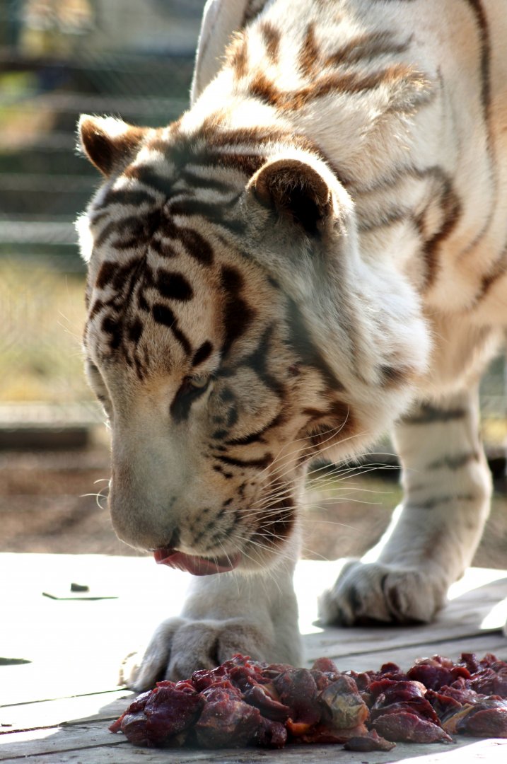 Kamo Wildlife Sanctuary | Rewa the White Tiger