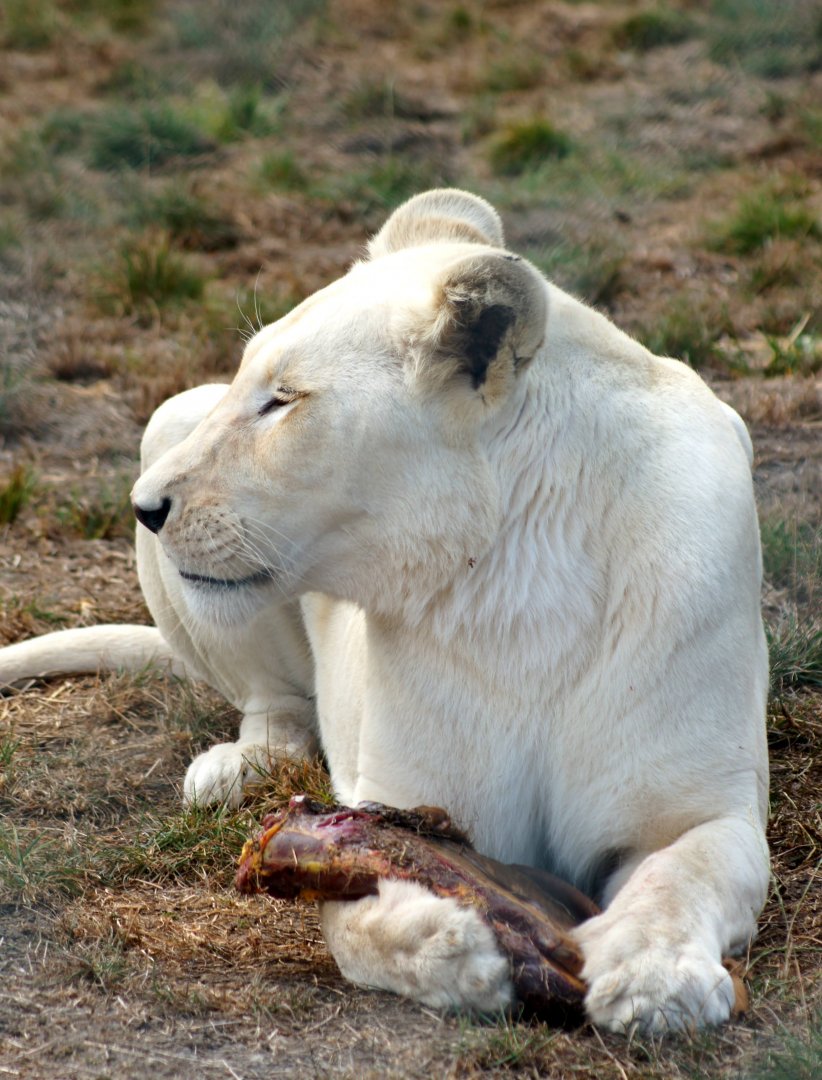 Kamo Wildlife Sanctuary | White Lion