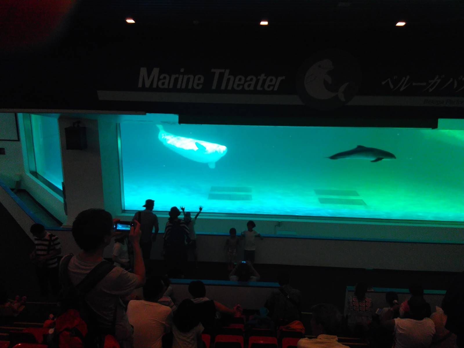 Kamogawa sea world-beluga whale and a harbour porpoise