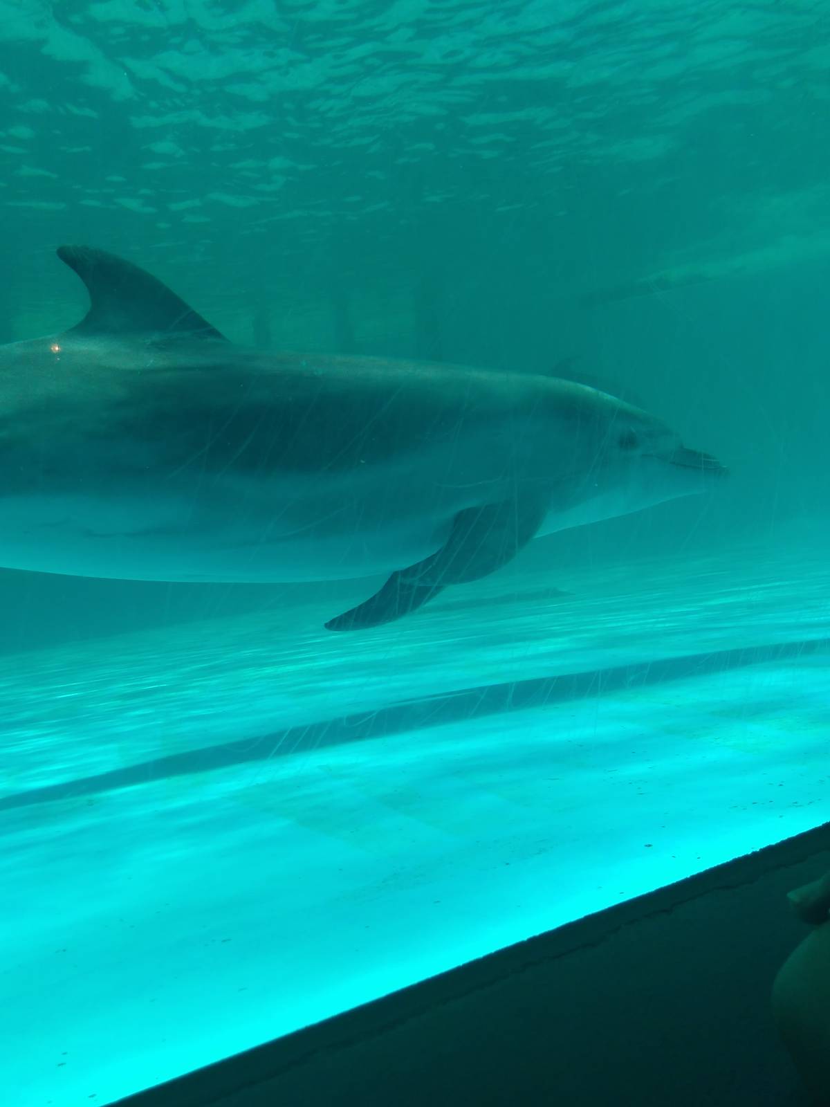Kamogawa sea world-bottlenose dolphin