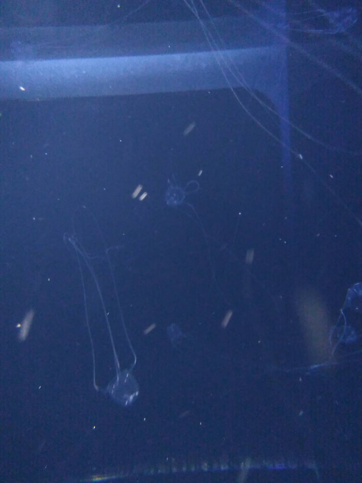 Kamogawa sea world-box jellyfish