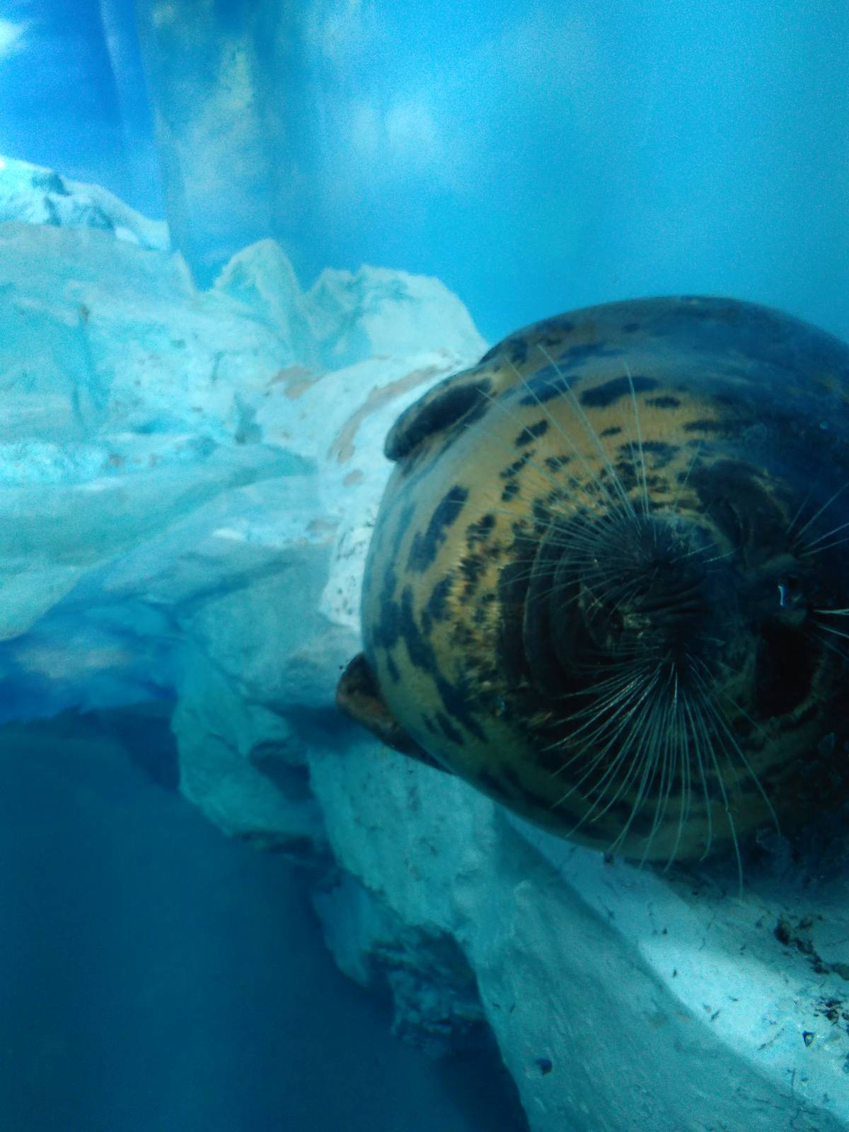 Kamogawa sea world-caspian seal