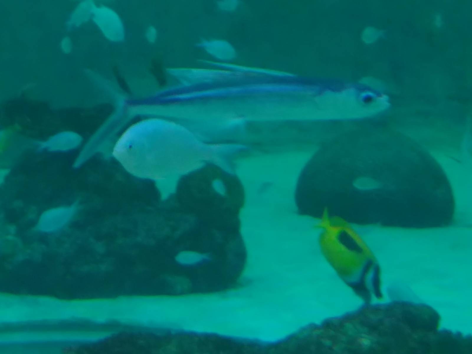 Kamogawa sea world-flyingfish