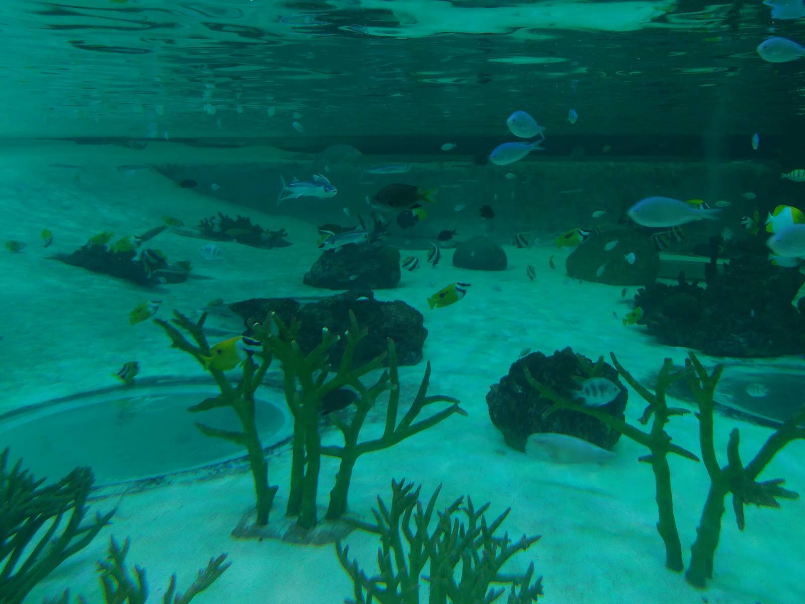 Kamogawa sea world-flyingfish