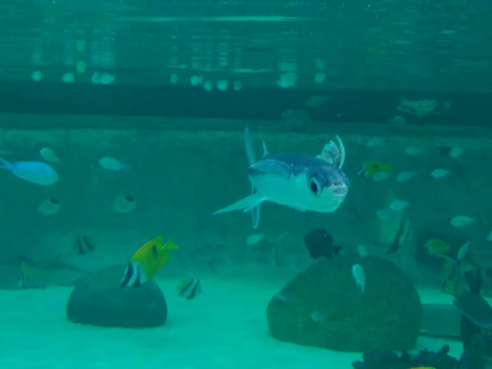 Kamogawa sea world-flyingfish