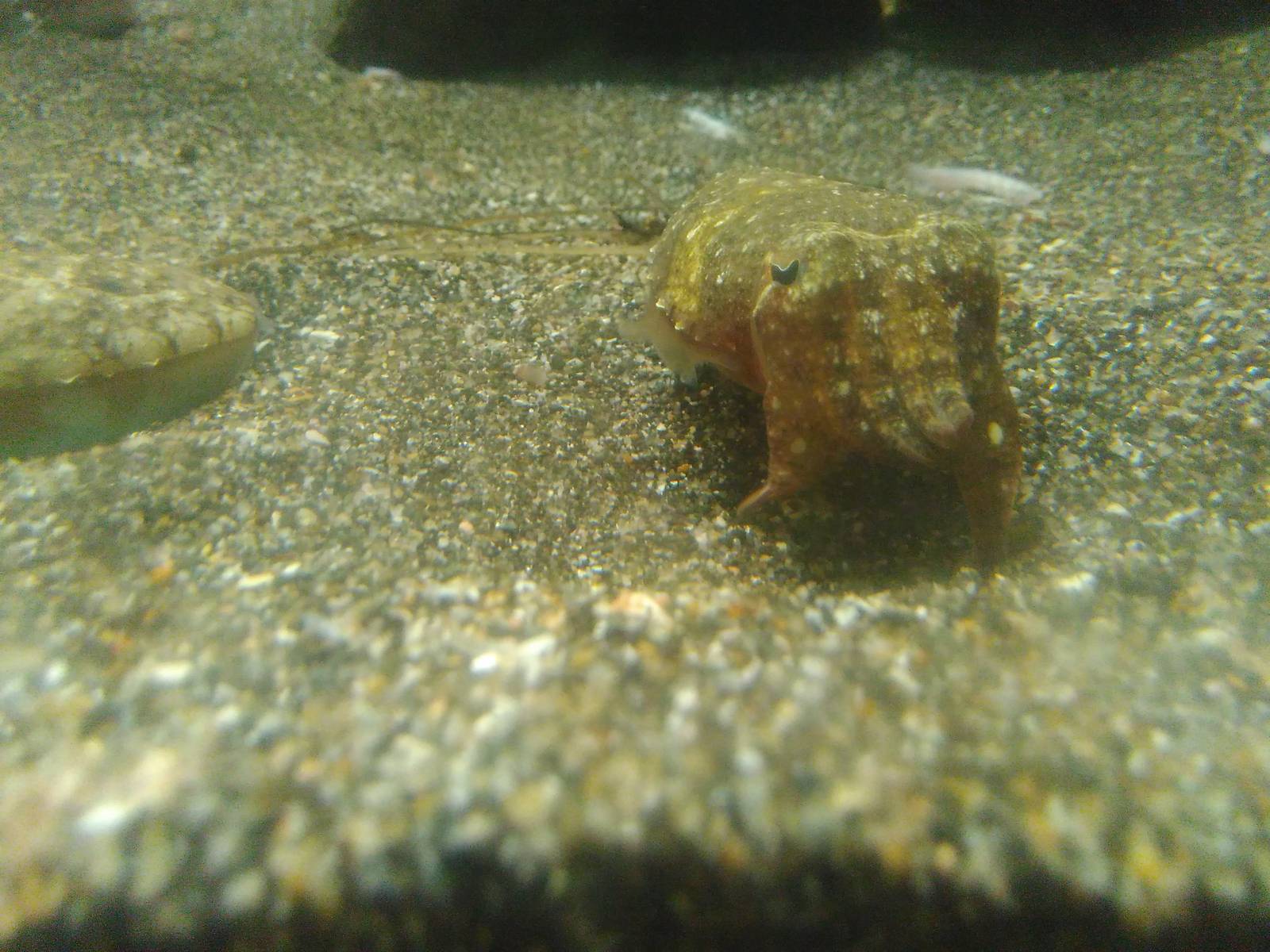 Kamogawa sea world-Golden cuttlefish