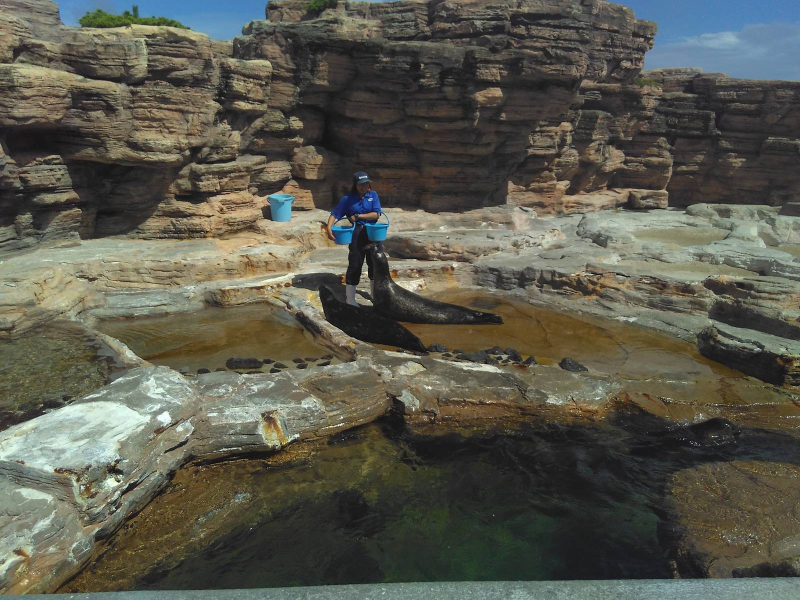 Kamogawa sea world-harbour seal