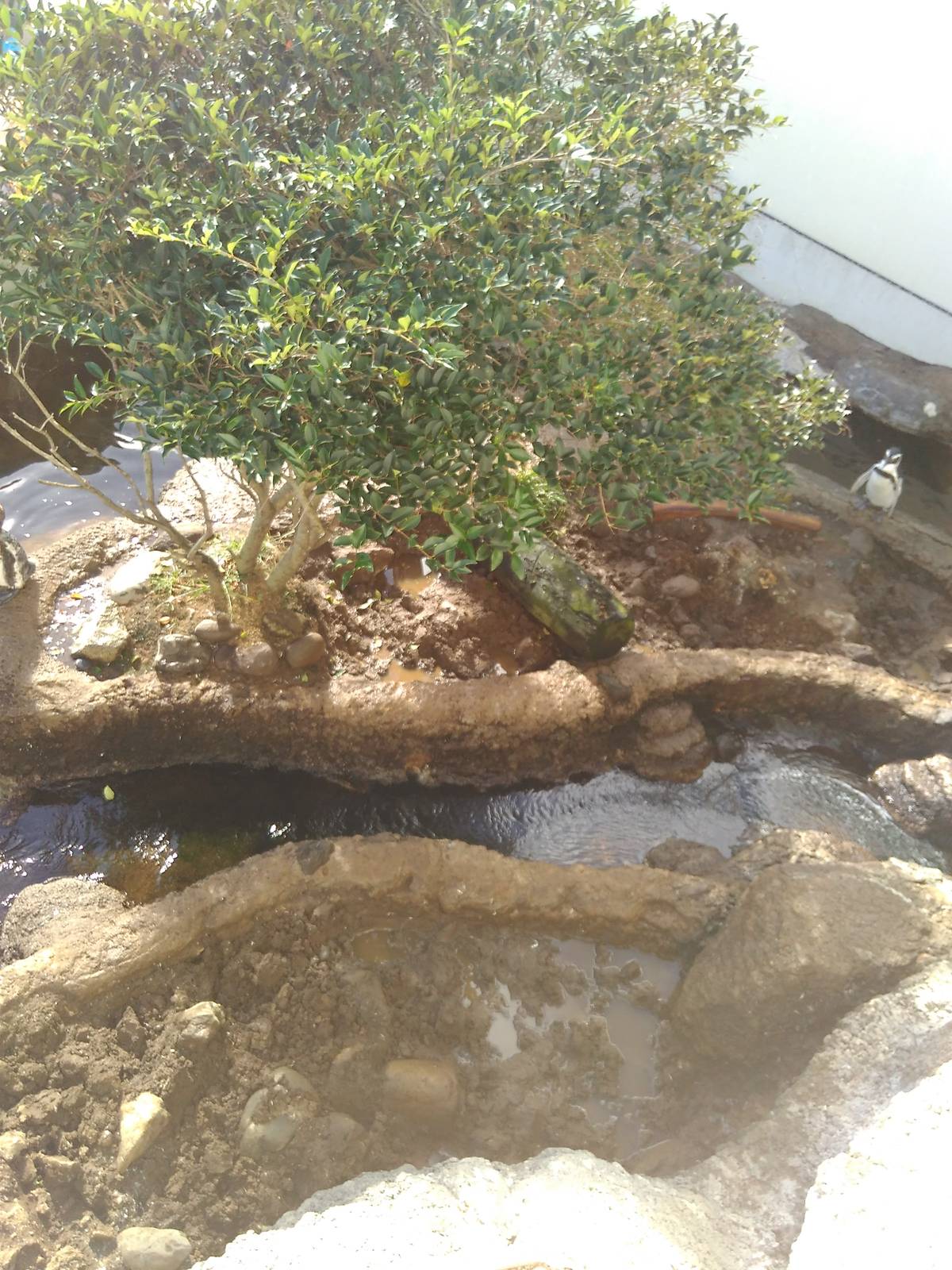 Kamogawa sea world-humbolt penguin