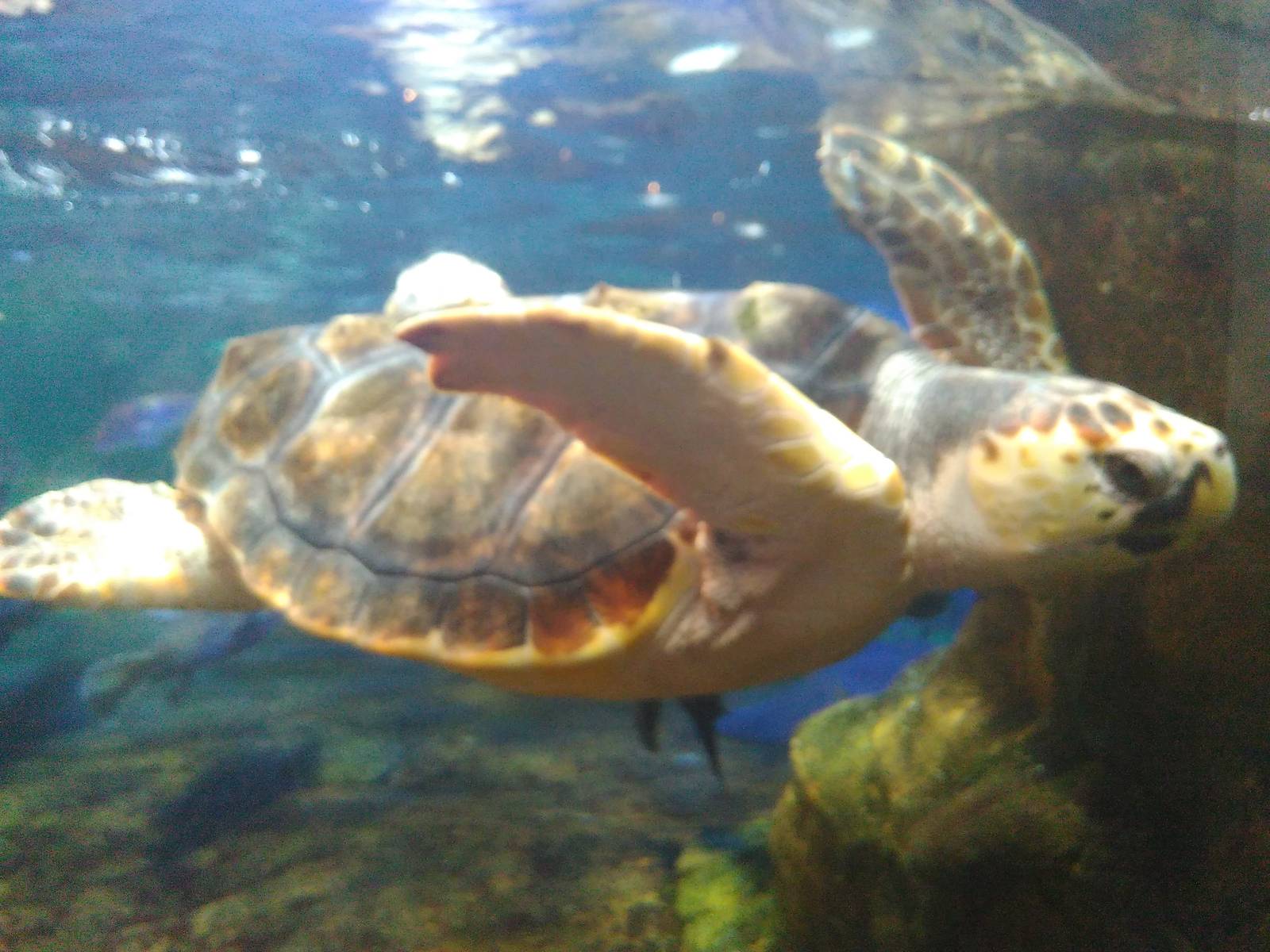 Kamogawa sea world-loggerhead turtle