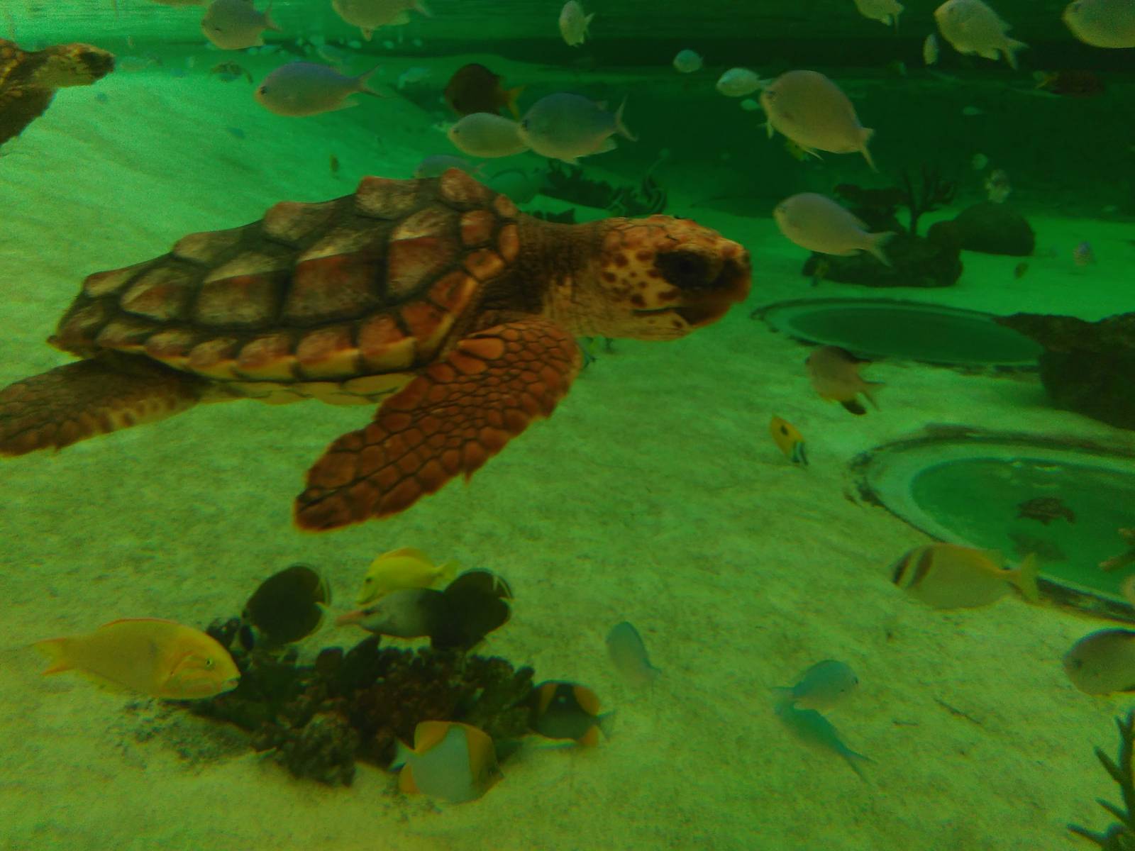 Kamogawa sea world-loggerhead turtle