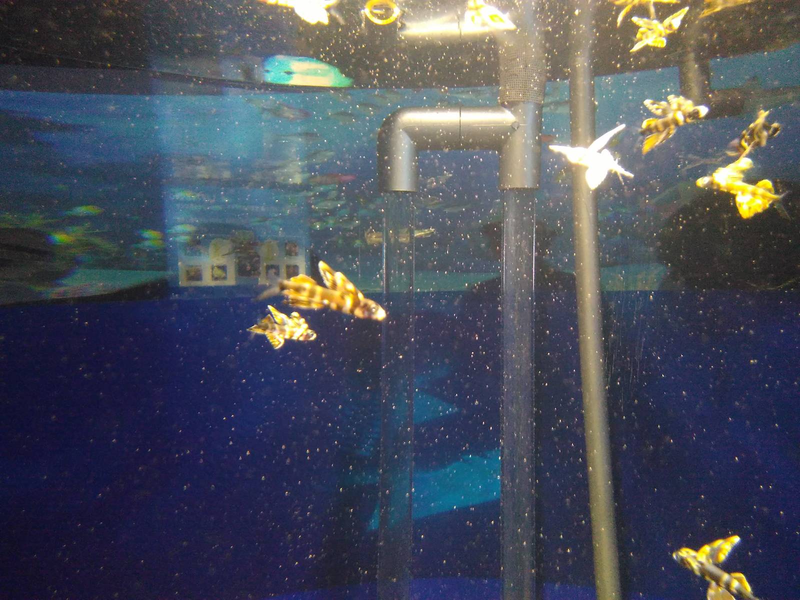 Kamogawa sea world-narrowtongue flyingfish