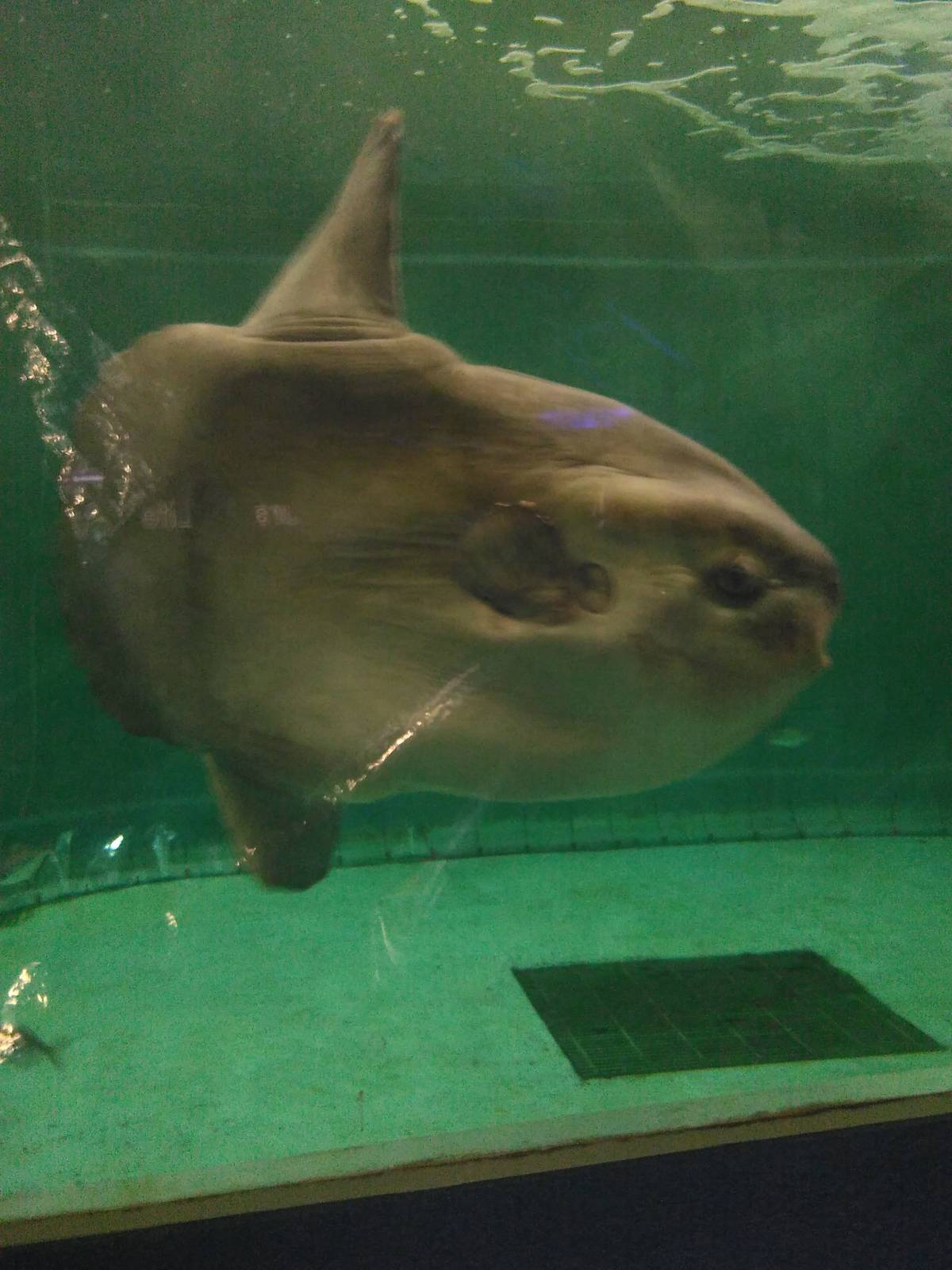 Kamogawa sea world-ocean sunfish