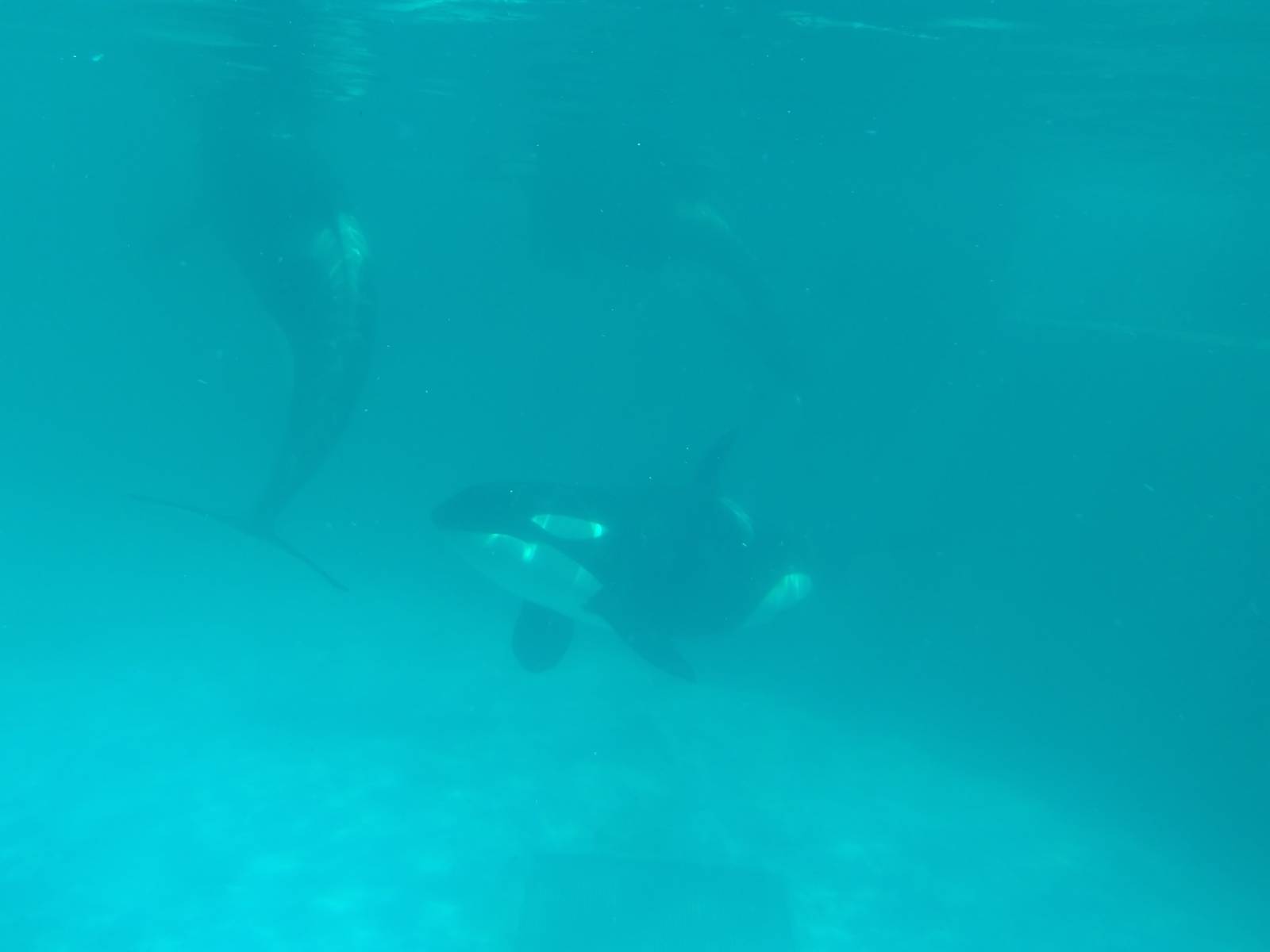 Kamogawa sea world-orca
