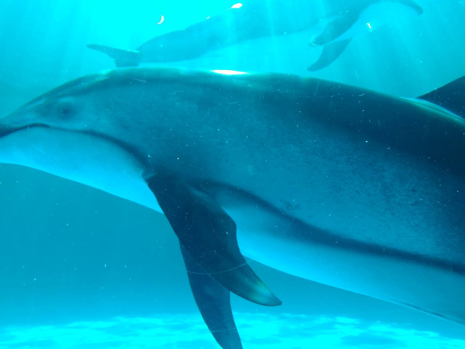 Kamogawa sea world-pacific white sided dolphin