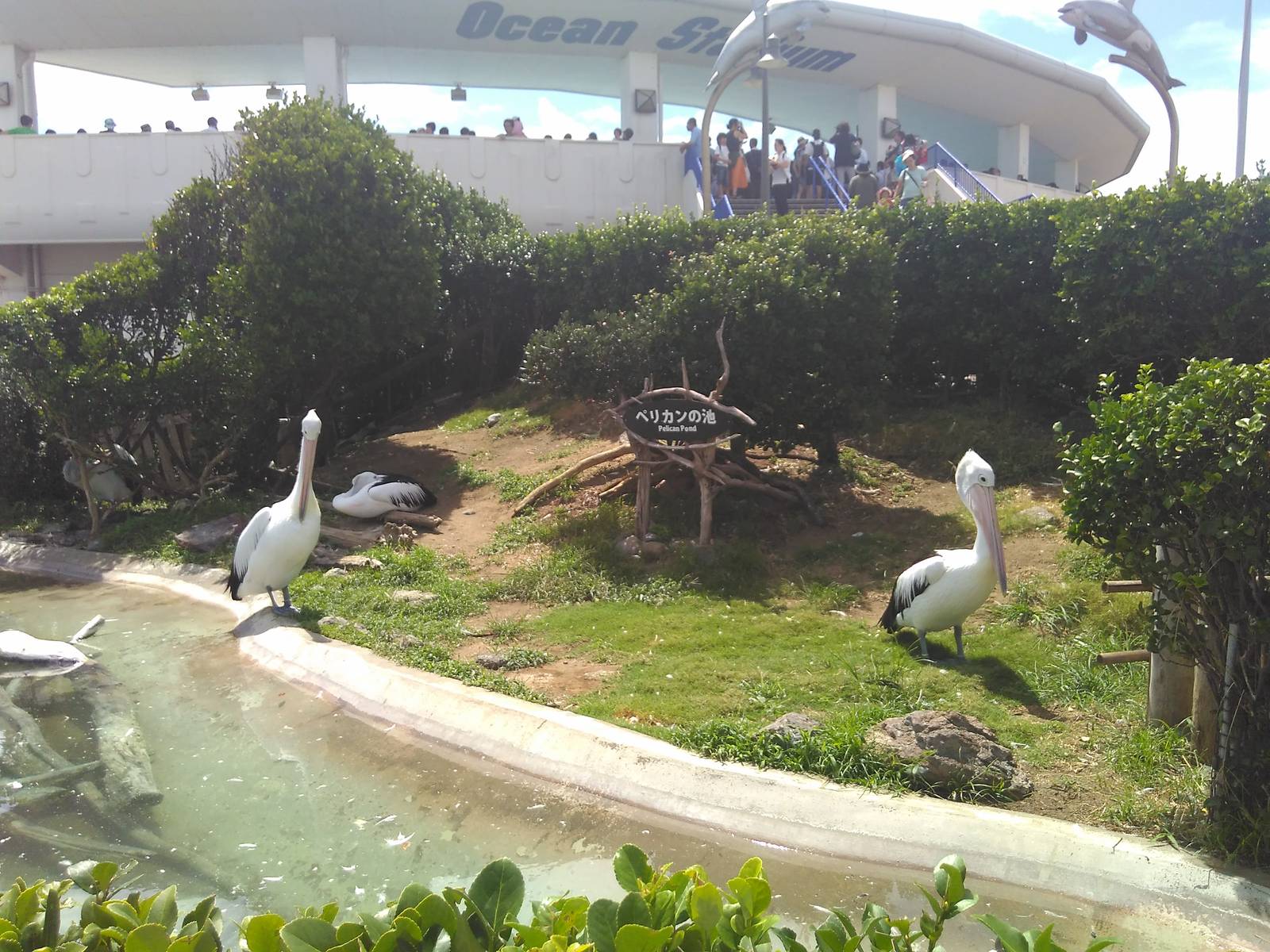 Kamogawa sea world-pelican exhibit