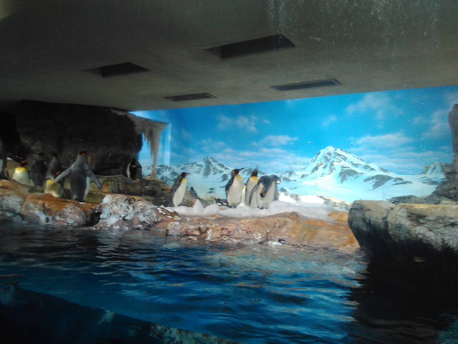 Kamogawa sea world-penguin exhibit