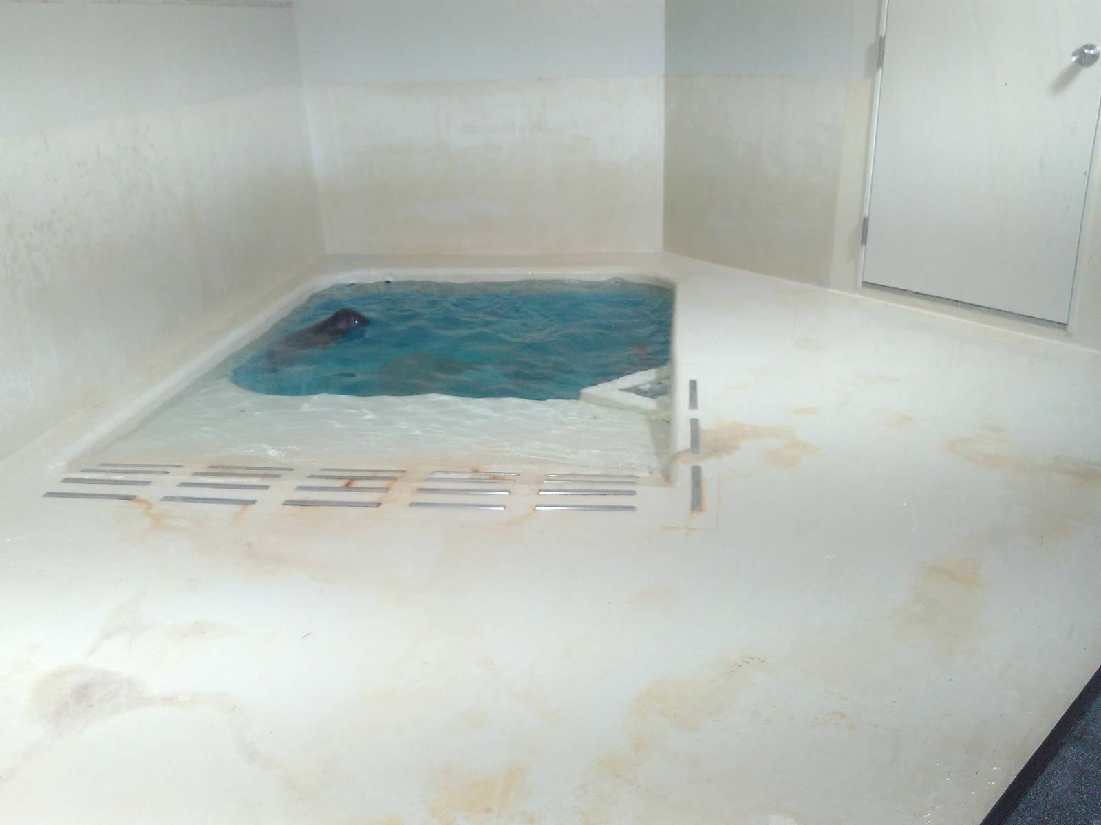 Kamogawa sea world-seal exhibit