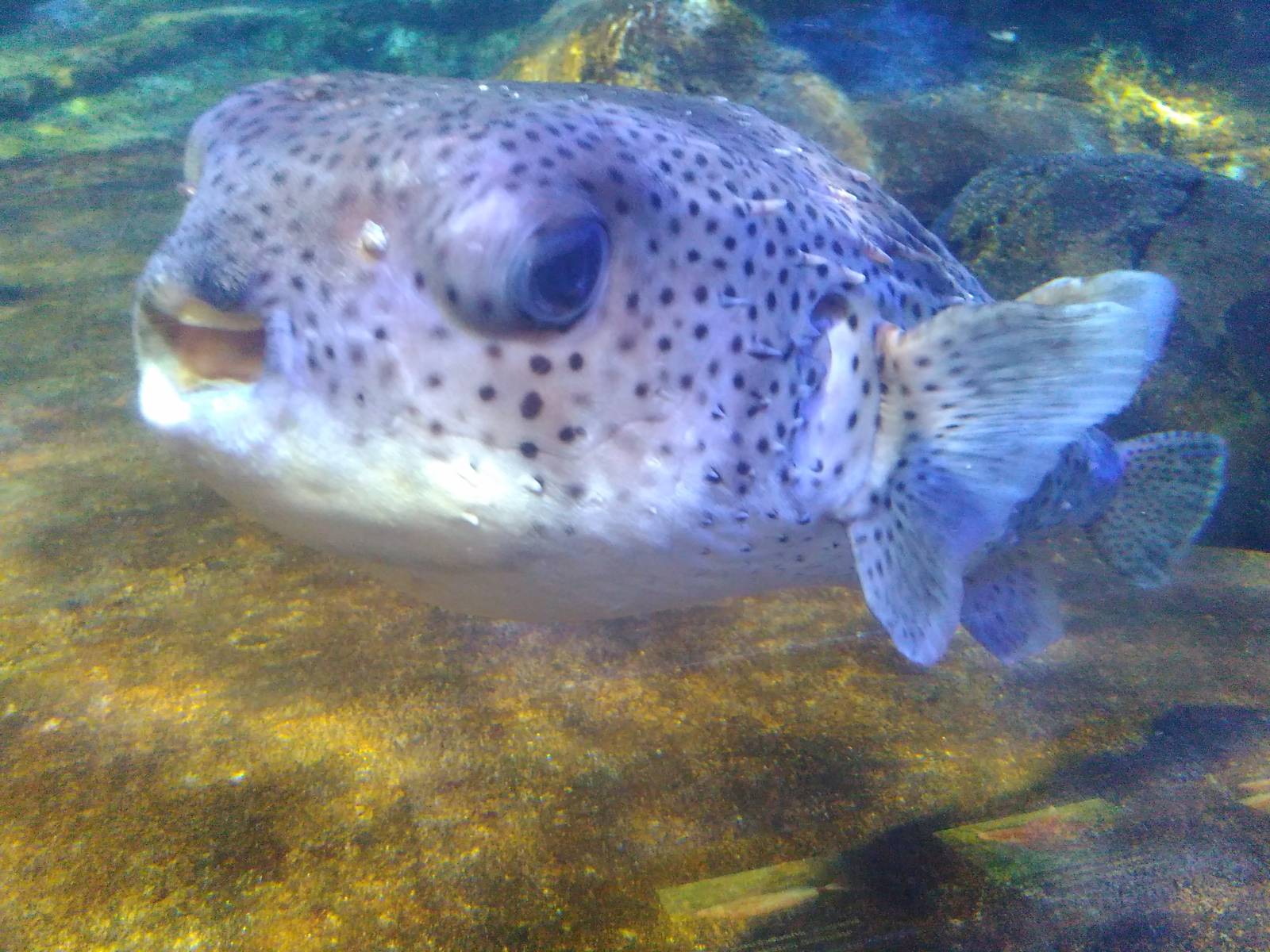 Kamogawa sea world-spotfin porcupine fish